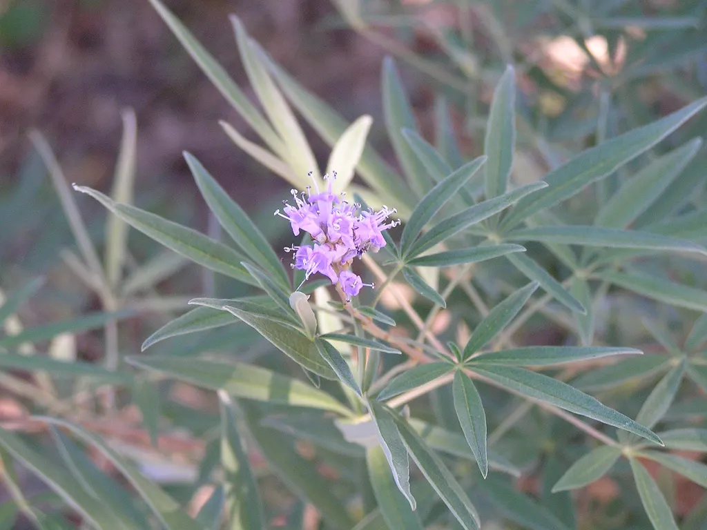 Chaste Tree, Monk's Pepper Tree (Vitex Agnus-Castus) — when many other plants have finished blooming; adds a Mediterranean touch to landscapes and, image 62