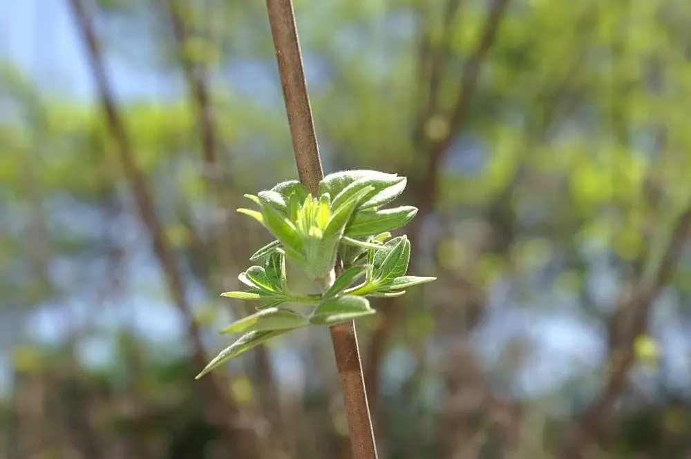 Chaste Tree, Monk's Pepper Tree (Vitex Agnus-Castus) — elegant spikes of fragrant lavender-blue flowers