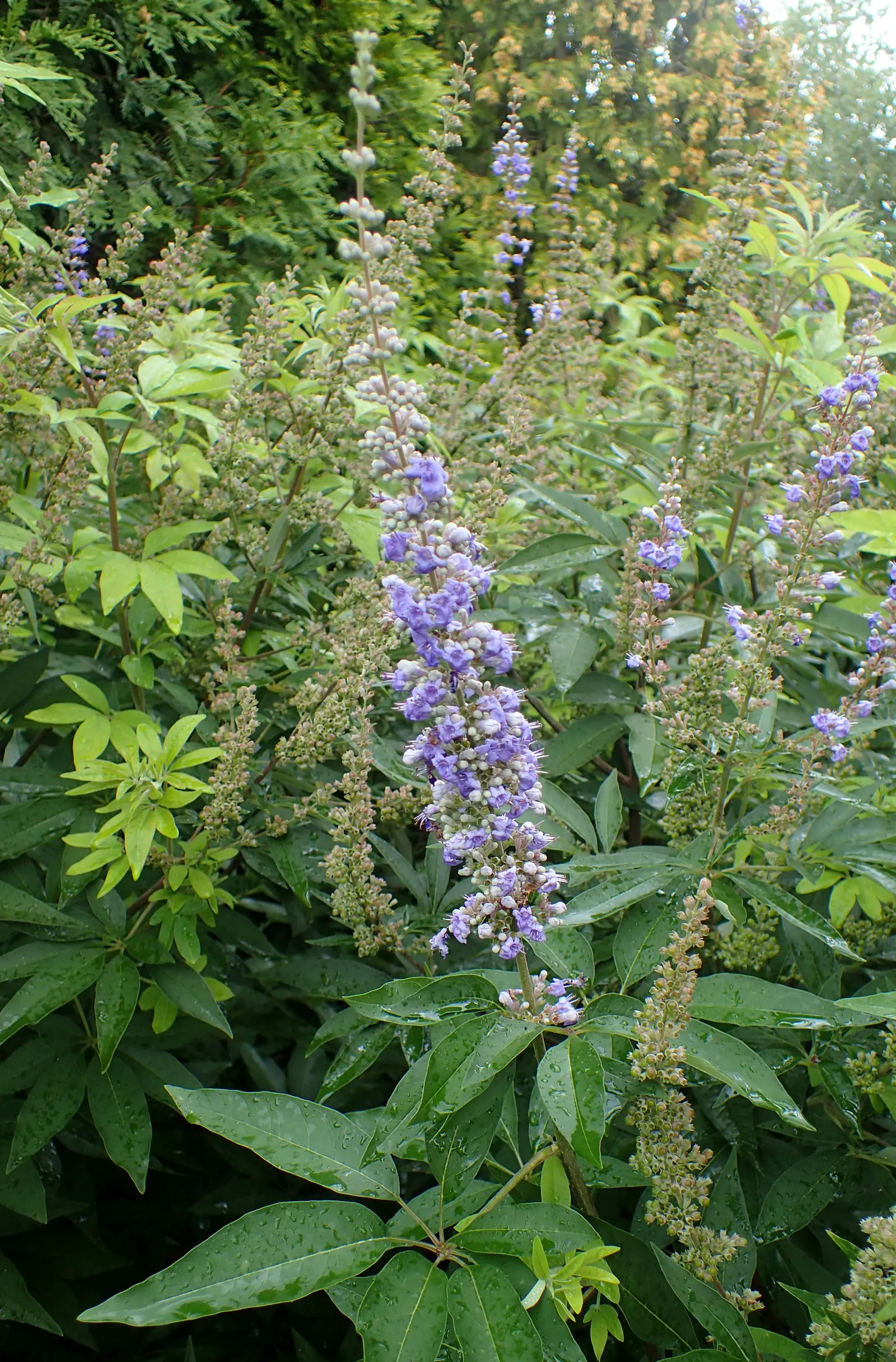 Chaste Tree, Monk's Pepper Tree (Vitex Agnus-Castus) — shrub for full; encouraging denser foliage and more prolific blooming.<br><br>In conclusion