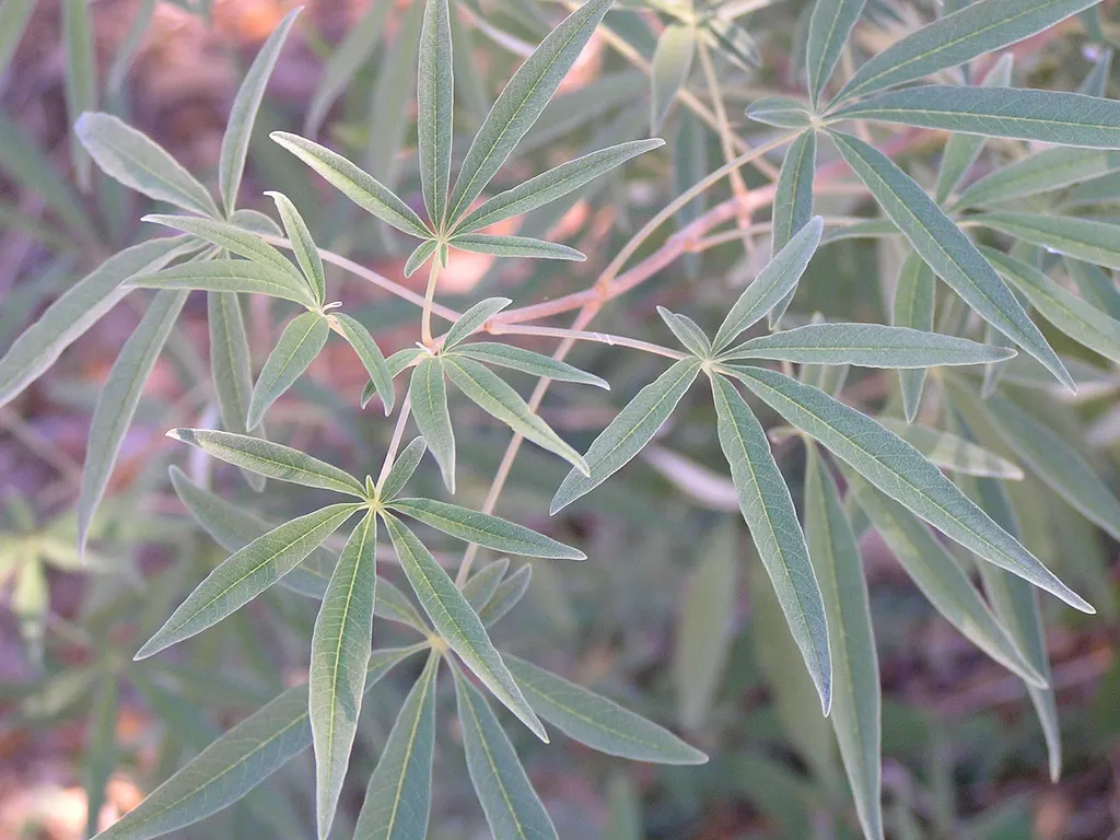 Chaste Tree, Monk's Pepper Tree (Vitex Agnus-Castus) — It grows 15-20 feet tall and wide, thriving in full sun with well-drained soil