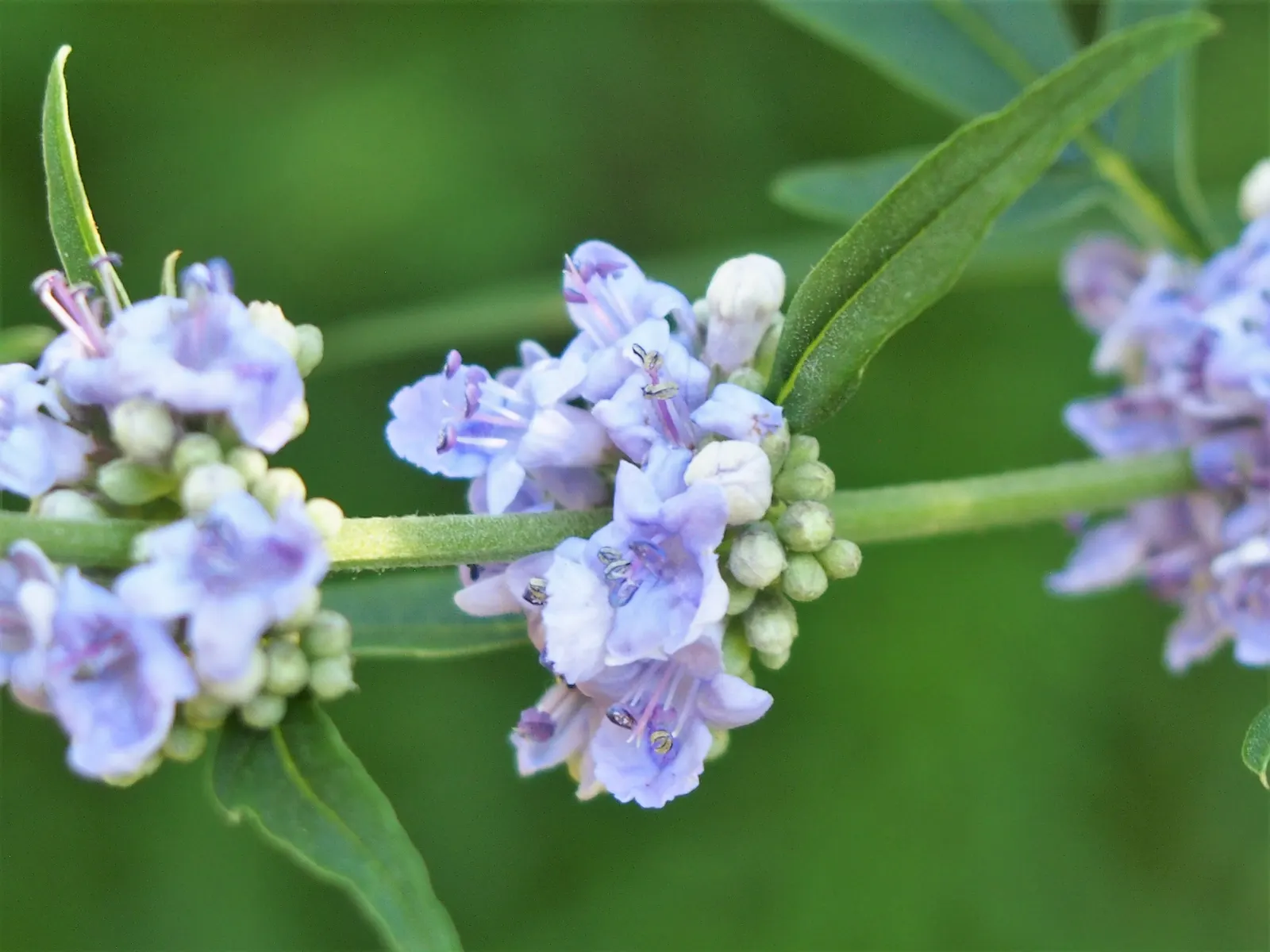 Chaste Tree, Monk's Pepper Tree (Vitex Agnus-Castus) — adds a Mediterranean touch to landscapes and requires minimal watering once established