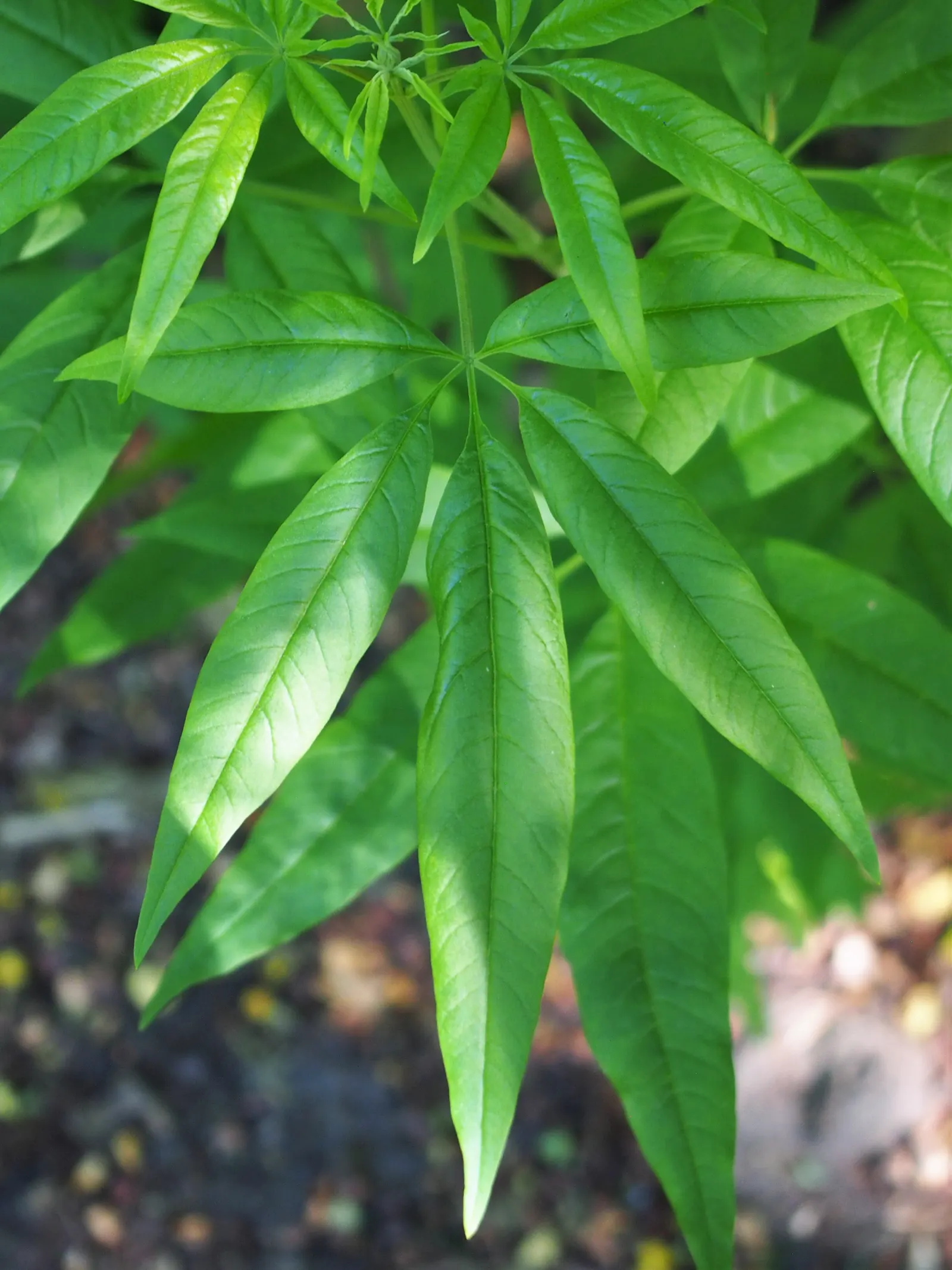 Chaste Tree, Monk's Pepper Tree (Vitex Agnus-Castus) — shrub with lavender blooms; each spike measuring up to 12 inches in length, image 74