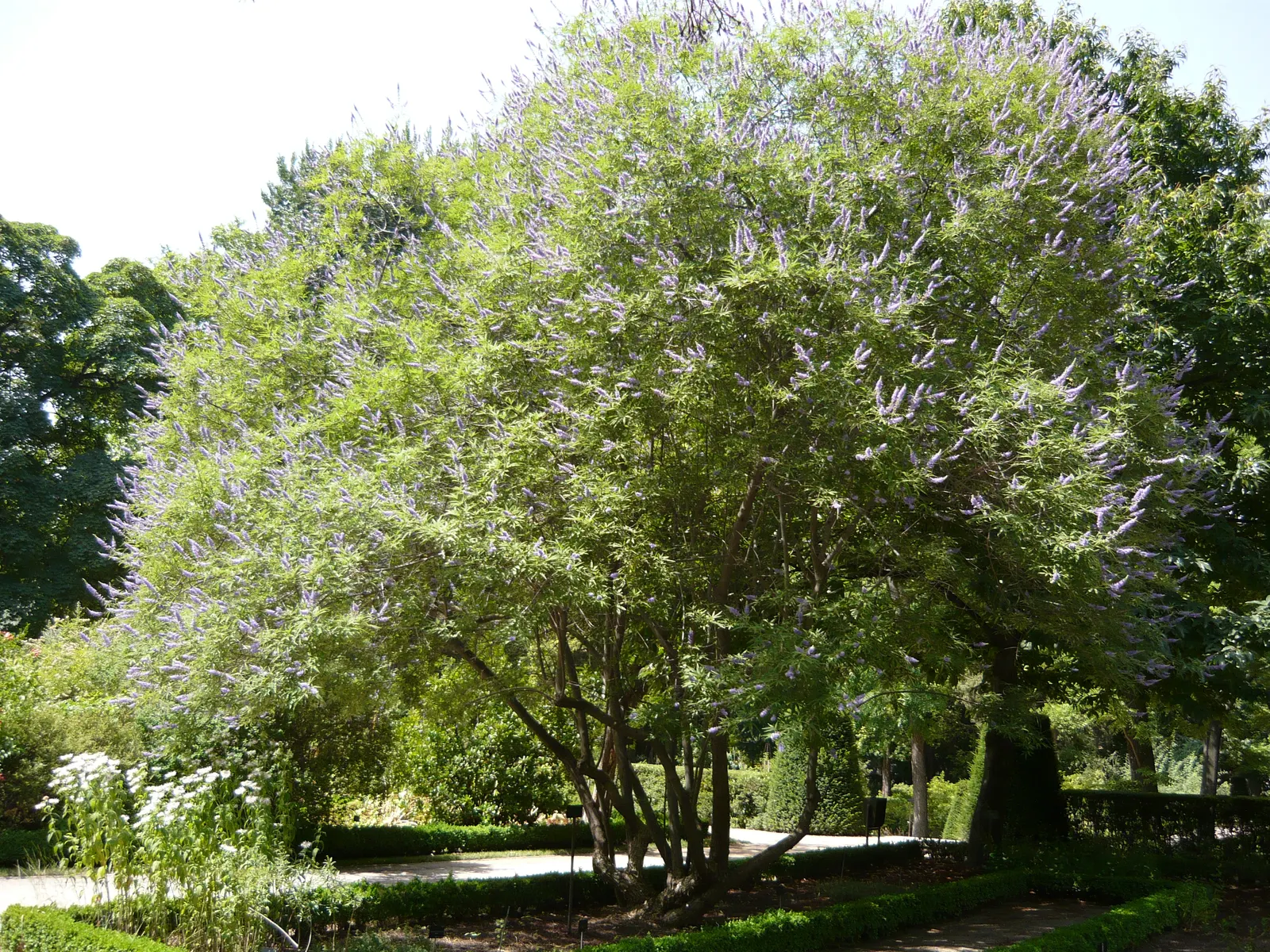Chaste Tree, Monk's Pepper Tree (Vitex Agnus-Castus) — encouraging denser foliage and more prolific blooming.<br><br>In conclusion