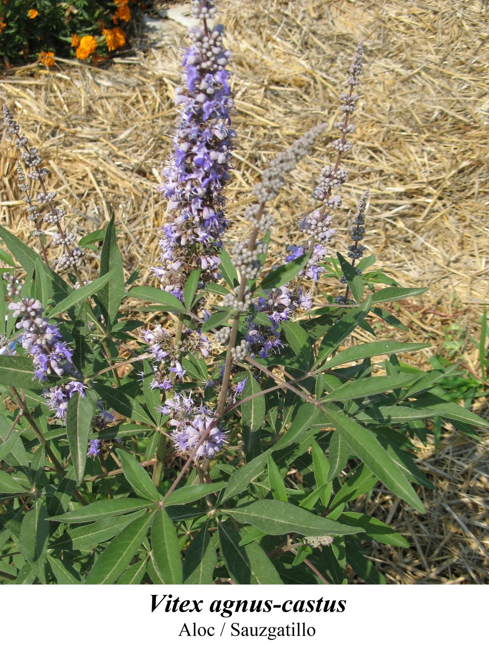 Chaste Tree, Monk's Pepper Tree (Vitex Agnus-Castus) — The Chaste Tree can be pruned heavily if a more compact form is desired