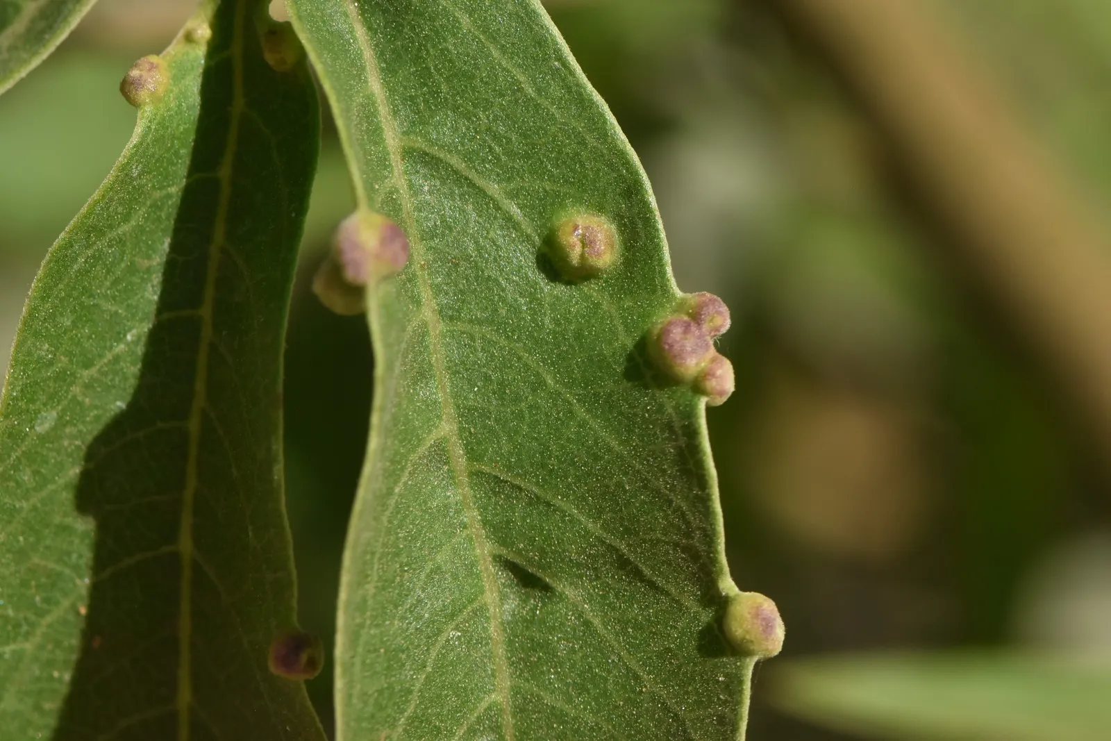 Chaste Tree, Monk's Pepper Tree (Vitex Agnus-Castus) — lavender flowers in the garden