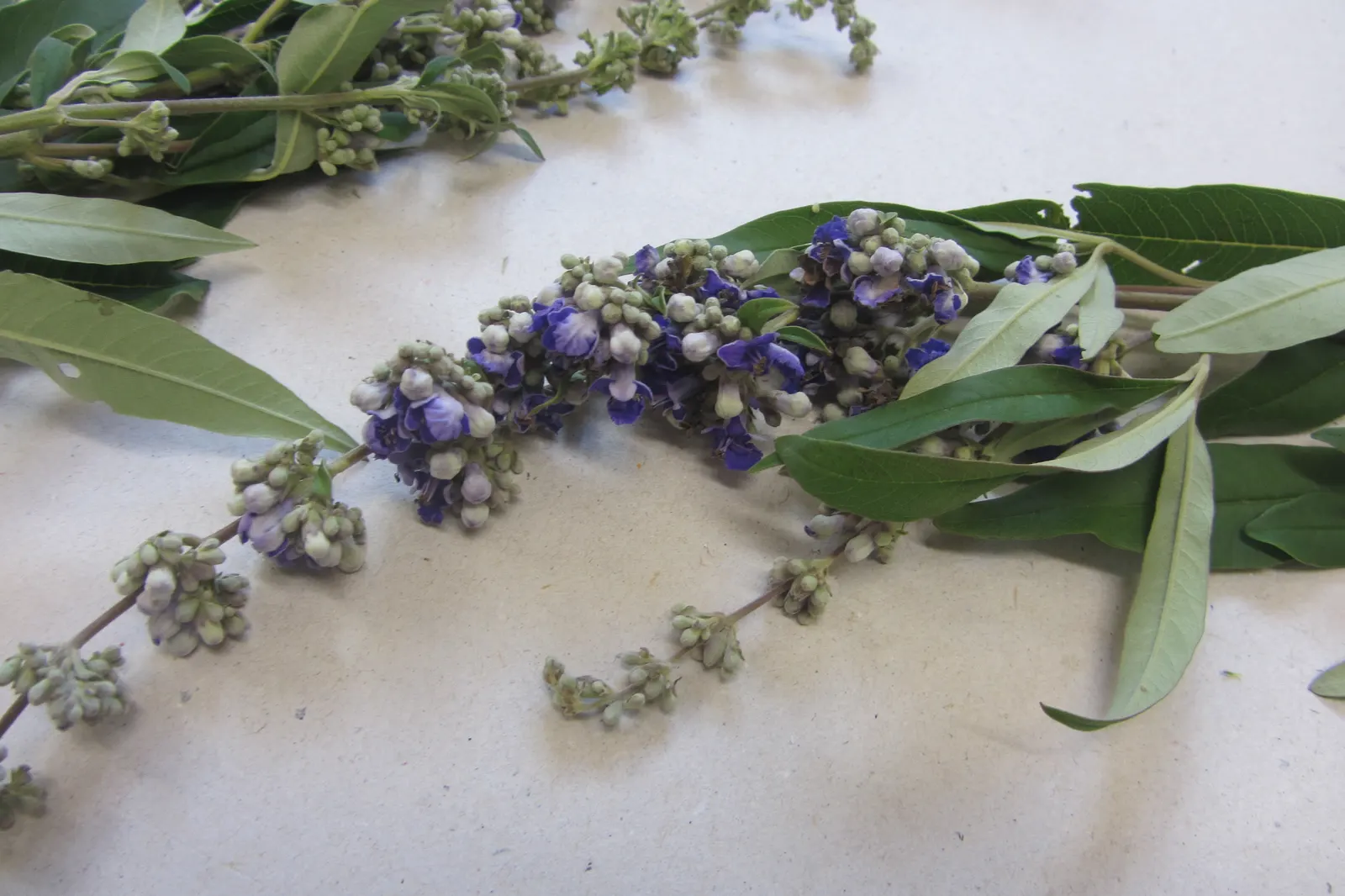 Chaste Tree, Monk's Pepper Tree (Vitex Agnus-Castus) — airy form is highlighted by palmate; adding dynamism to the garden.<br><br>For best growth
