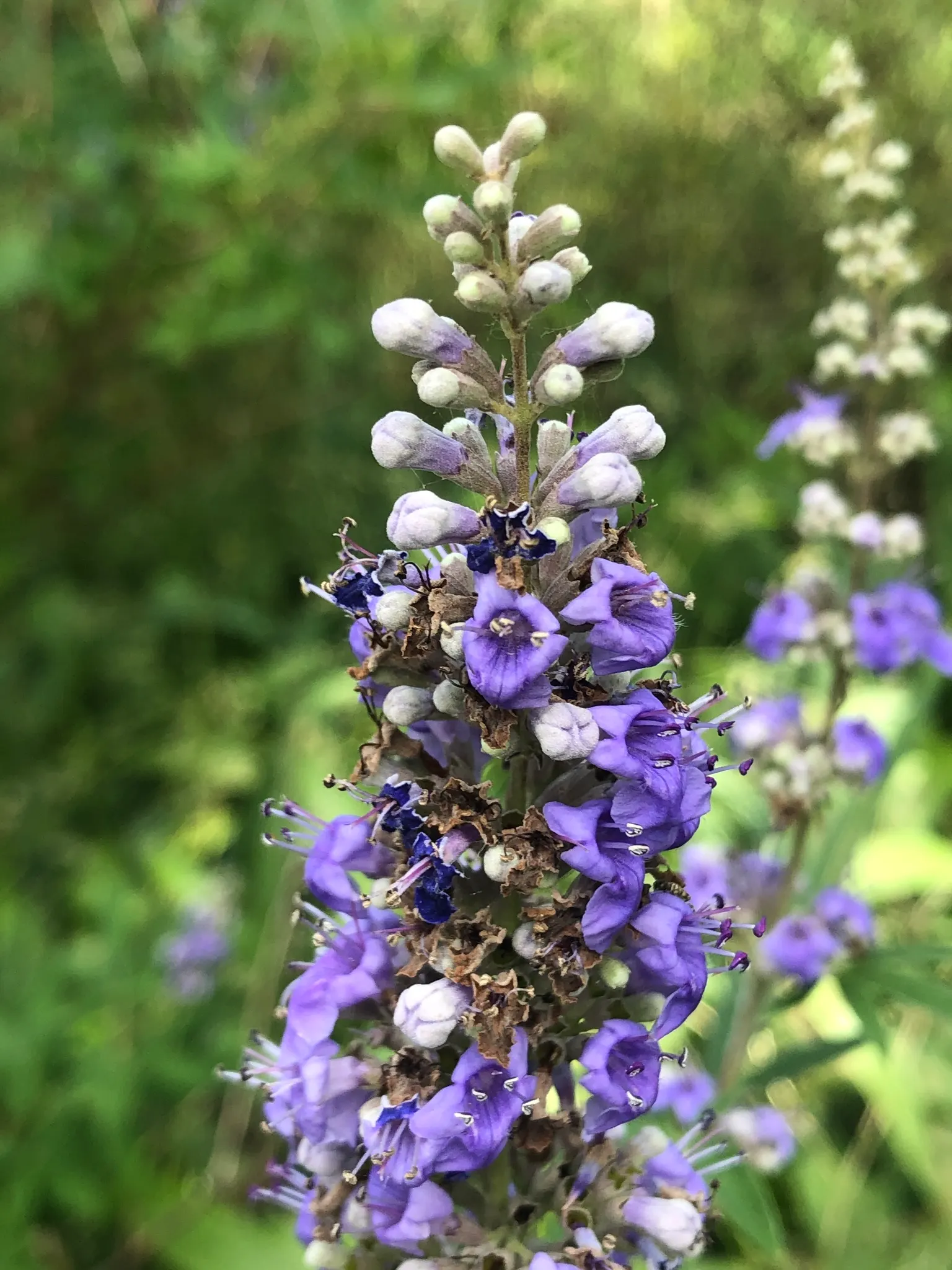 Chaste Tree, Monk's Pepper Tree (Vitex Agnus-Castus) — commonly known as Chaste Tree; it grows 15-20 feet tall and wide, thriving in full sun with well-drained