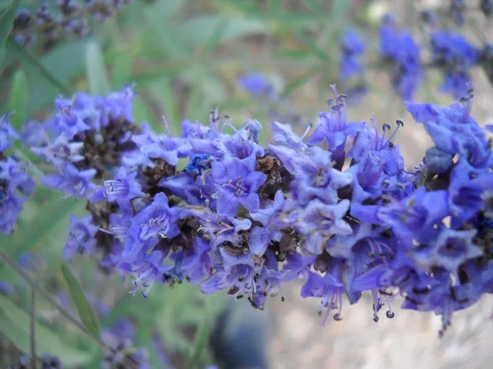 Chaste Tree, Monk's Pepper Tree (Vitex Agnus-Castus) — Often referred to as Monk's Pepper; palmate foliage and summer-blooming, image 58