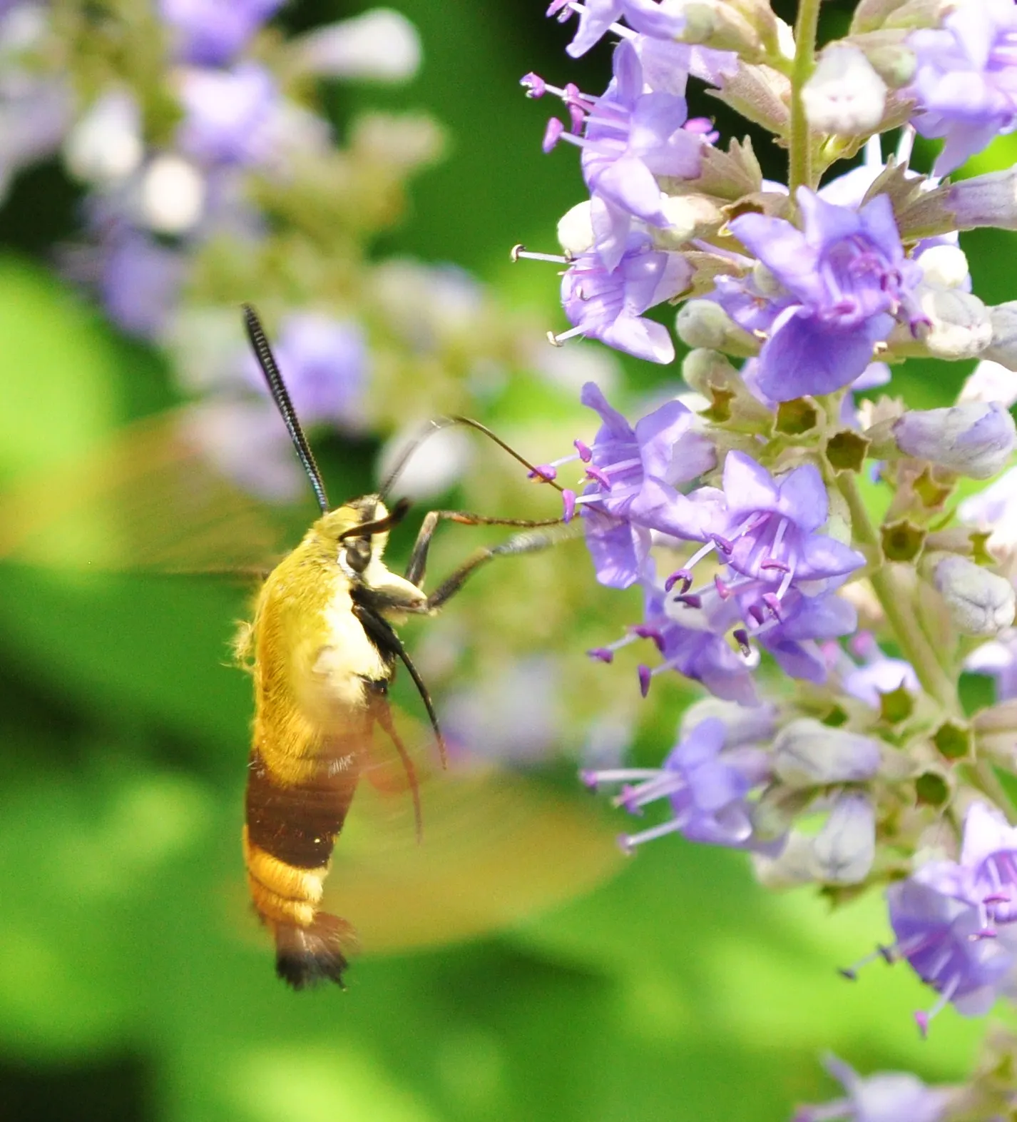 Chaste Tree, Monk's Pepper Tree (Vitex Agnus-Castus) — often pruned into tree form