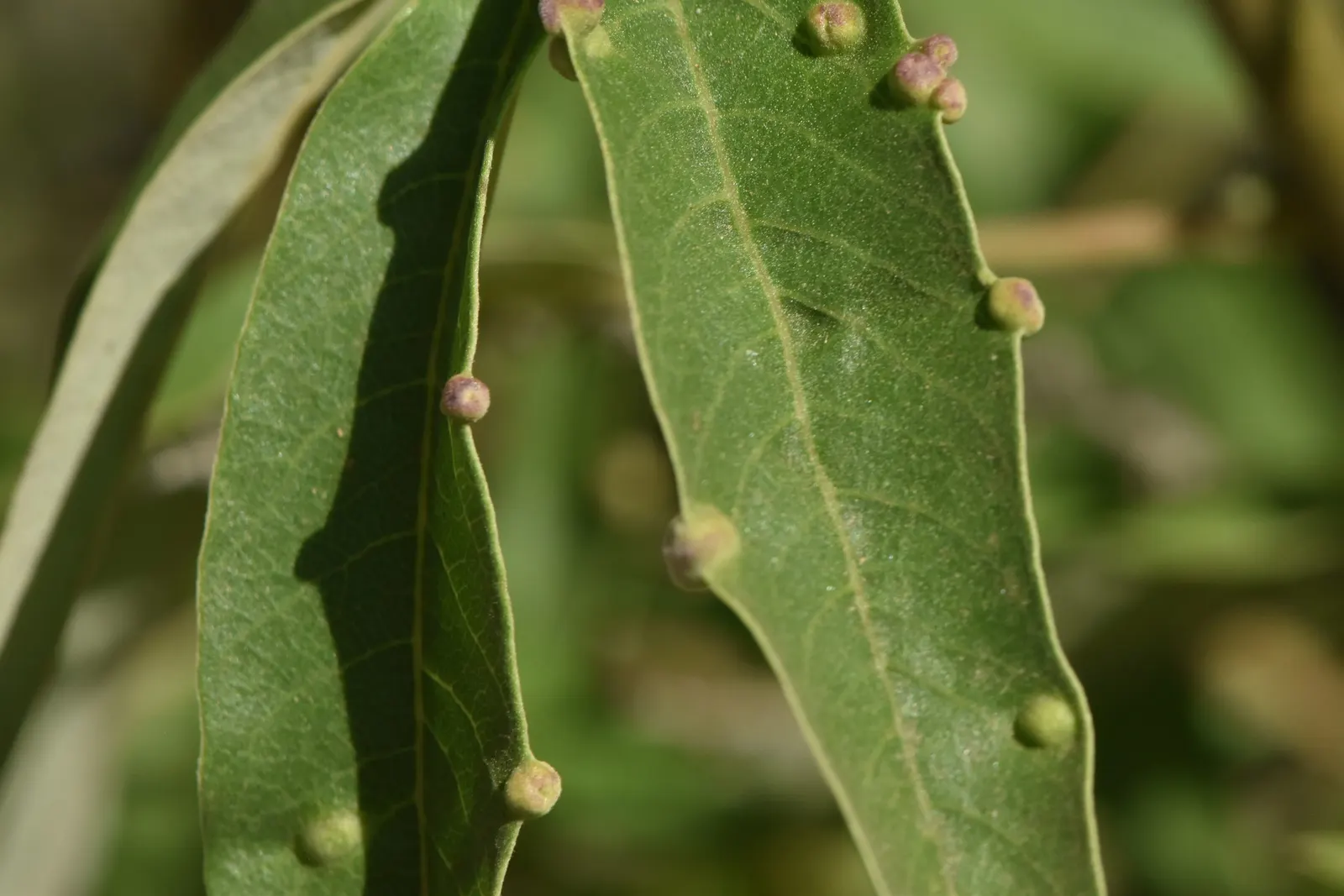 Chaste Tree, Monk's Pepper Tree (Vitex Agnus-Castus) — each spike measuring up to 12 inches in length