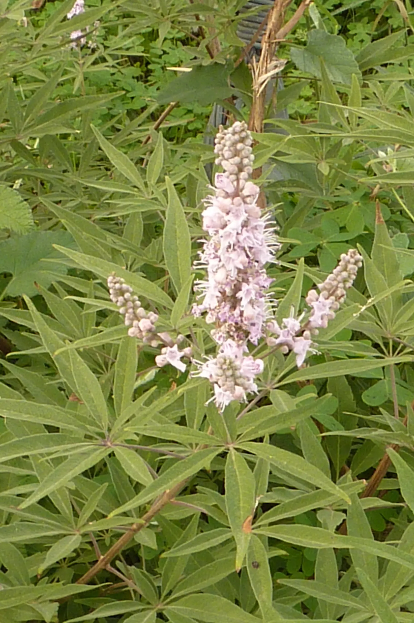 Chaste Tree, Monk's Pepper Tree (Vitex Agnus-Castus) — when many other plants have finished blooming