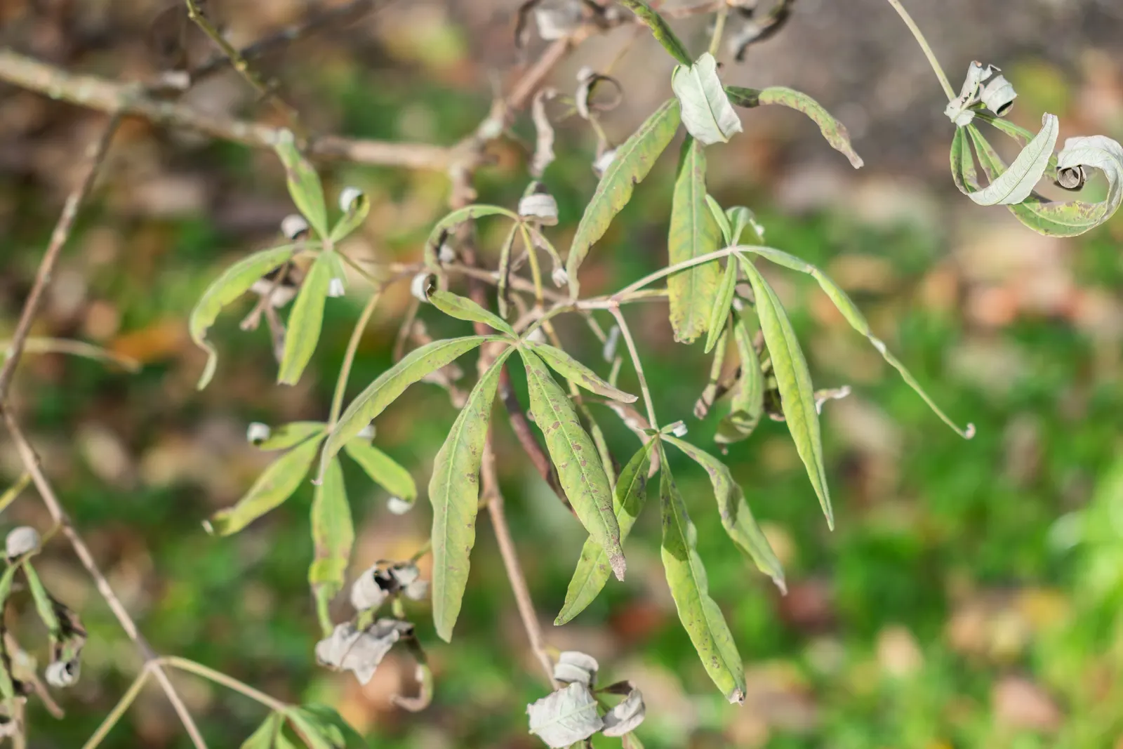 Chaste Tree, Monk's Pepper Tree (Vitex Agnus-Castus) — each spike measuring up to 12 inches in length; is a deciduous shrub featuring aromatic, image 65