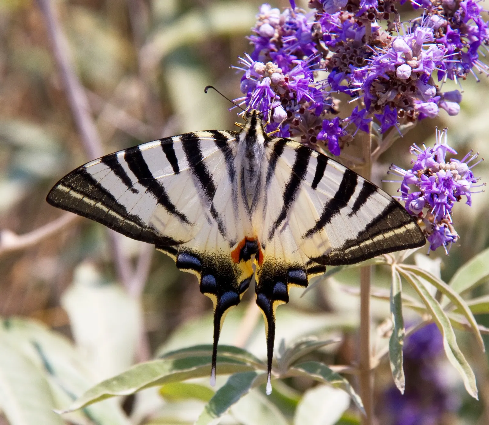 Chaste Tree, Monk's Pepper Tree (Vitex Agnus-Castus) — aromatic leaves with 5 to 7 lance-shaped; shrub with lavender blooms, image 61