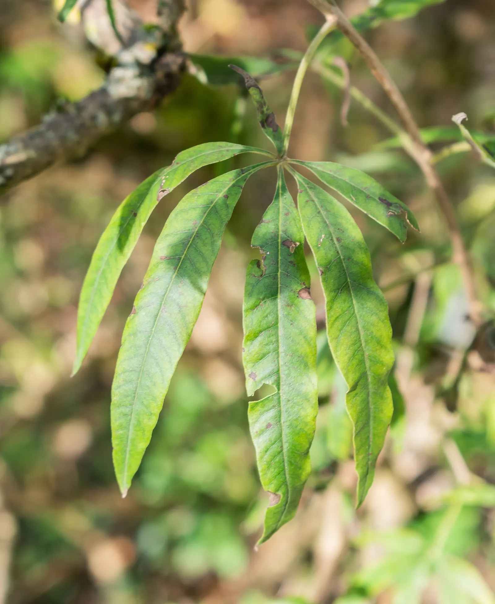 Chaste Tree, Monk's Pepper Tree (Vitex Agnus-Castus) — elegant spikes of fragrant lavender-blue flowers; the Chaste Tree can be pruned heavily if a more