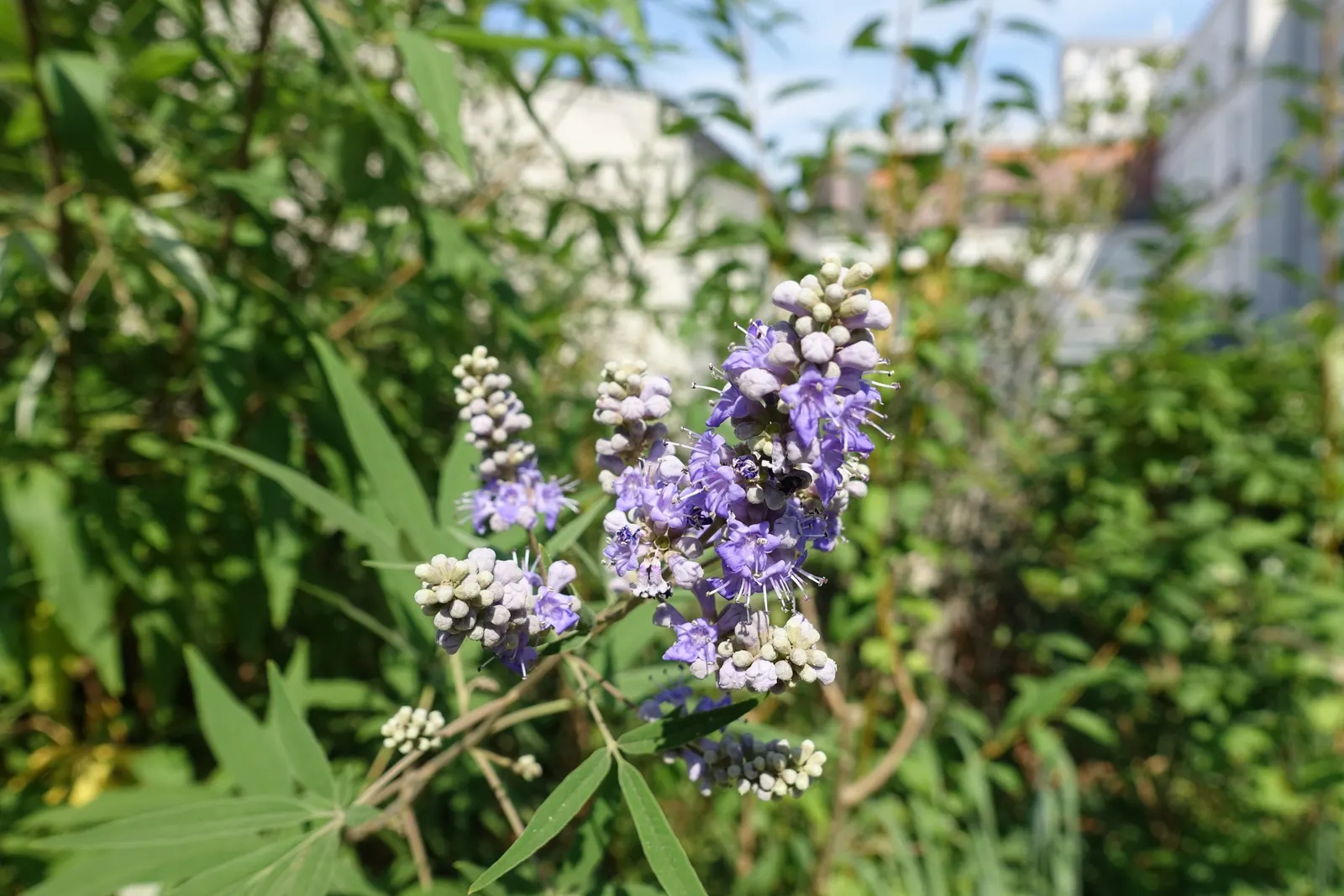 Chaste Tree, Monk's Pepper Tree (Vitex Agnus-Castus) — It grows 15-20 feet tall and wide, thriving in full sun with well-drained soil; shrub for, image 54