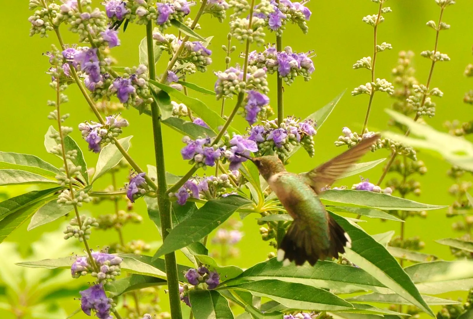 Chaste Tree, Monk's Pepper Tree (Vitex Agnus-Castus) — It grows 15-20 feet tall and wide, thriving in full sun with well-drained soil; shrub for full