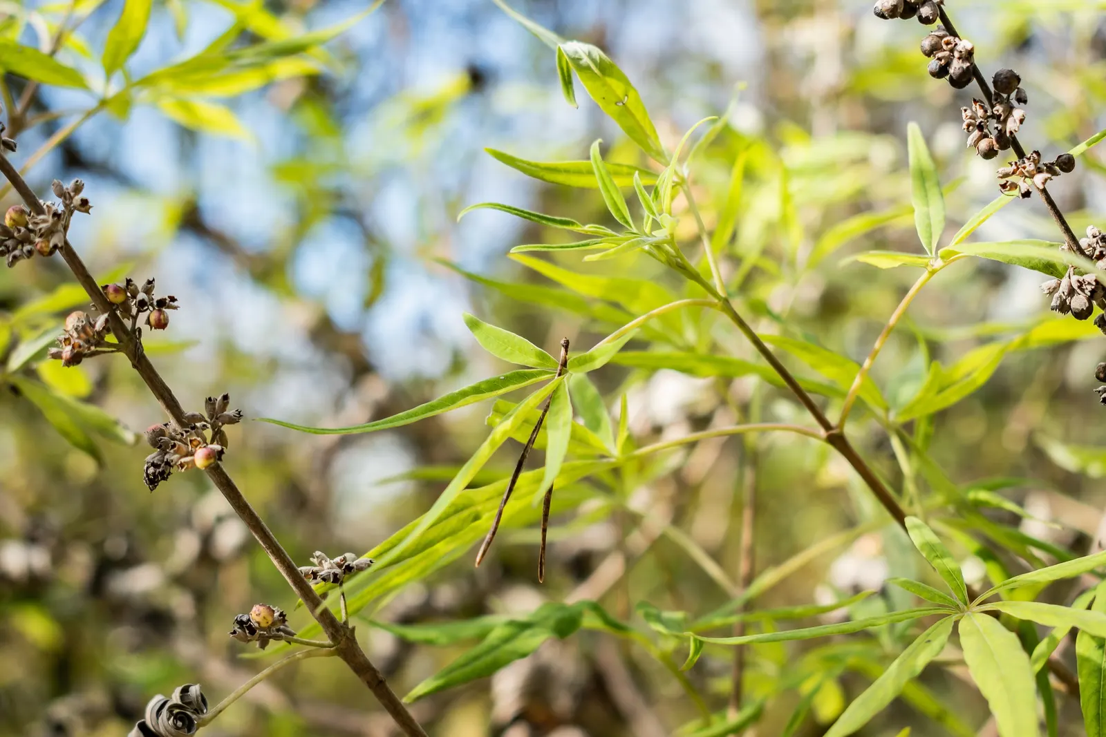 Chaste Tree, Monk's Pepper Tree (Vitex Agnus-Castus) — The Chaste Tree can be pruned heavily if a more compact form is desired; when many other, image 70