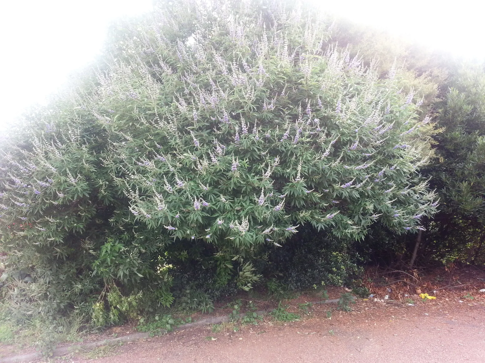 Chaste Tree, Monk's Pepper Tree (Vitex Agnus-Castus) — and it responds well to pruning; it is hardy in USDA zones 6 through 9, tolerating occasional dips in
