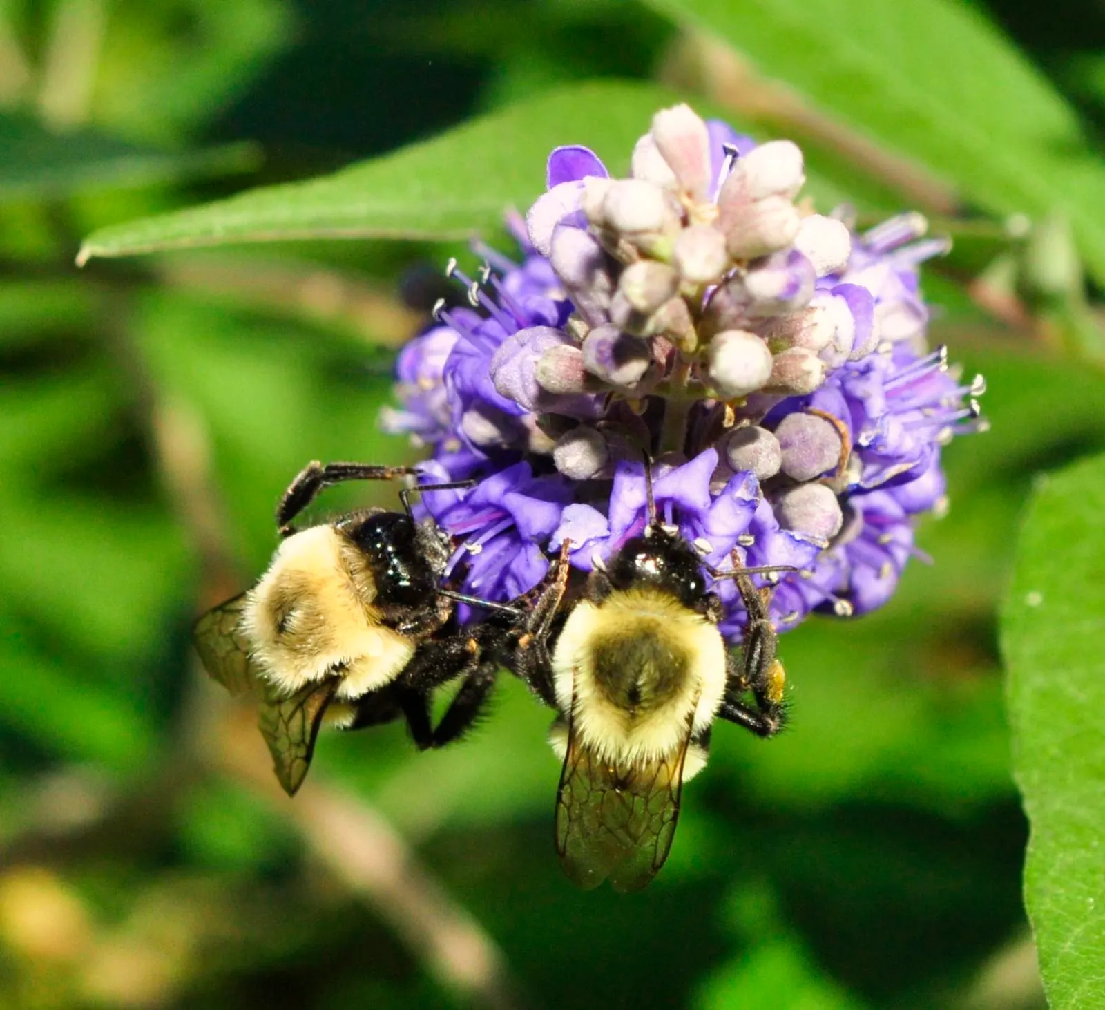 Chaste Tree, Monk's Pepper Tree (Vitex Agnus-Castus) — often pruned into tree form; scientifically known as Vitex agnus-castus, image 55