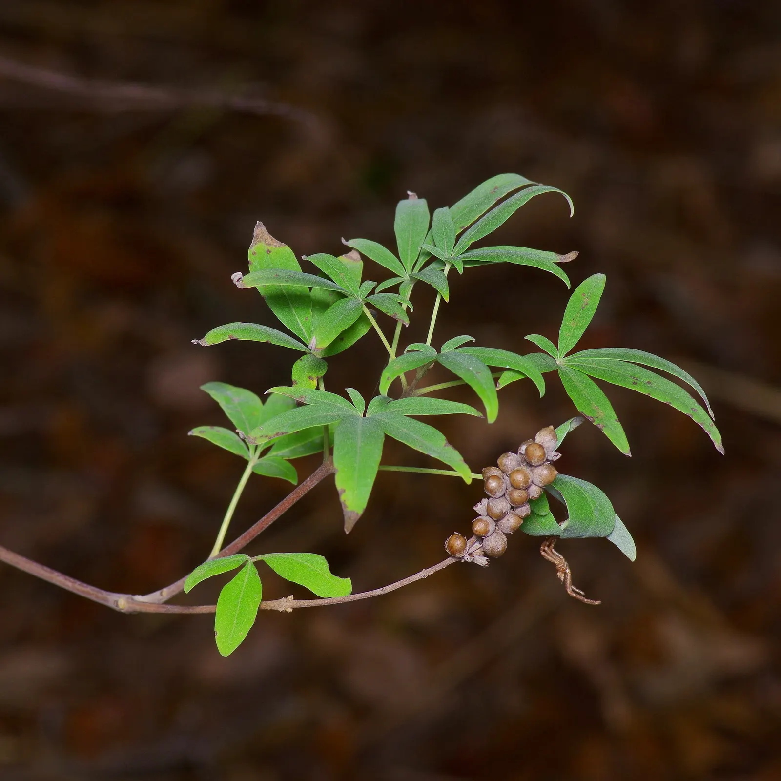 Chaste Tree, Monk's Pepper Tree (Vitex Agnus-Castus) — airy form is highlighted by palmate; adding dynamism to the garden.<br><br>For best growth, image 60