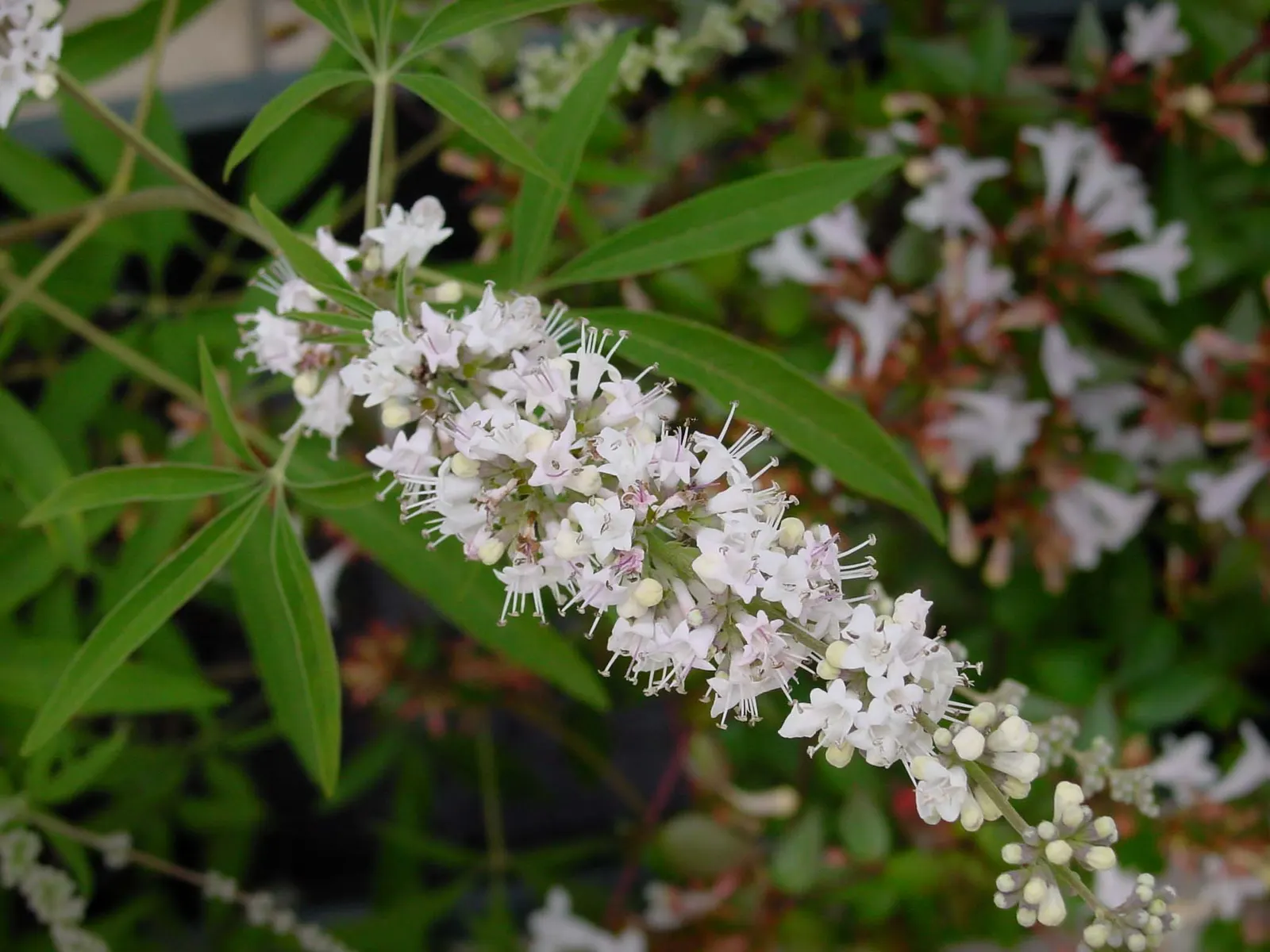 Chaste Tree, Monk's Pepper Tree (Vitex Agnus-Castus) — scientifically known as Vitex agnus-castus
