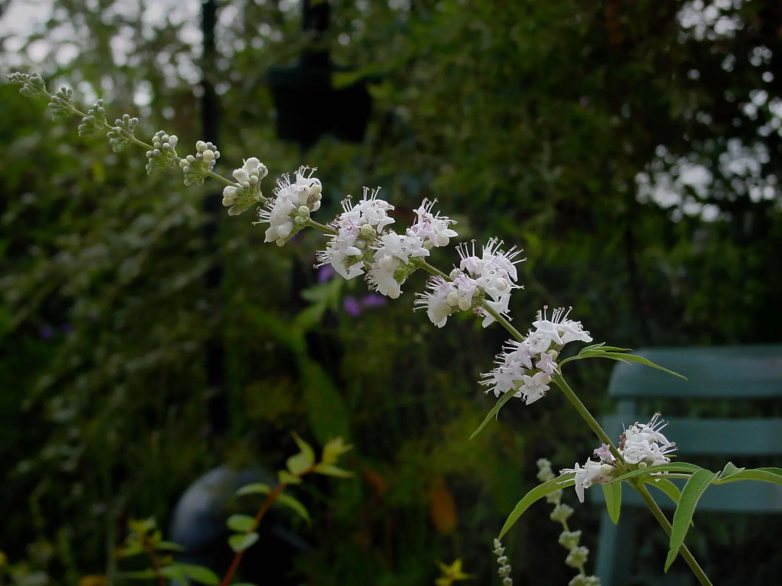 Chaste Tree, Monk's Pepper Tree (Vitex Agnus-Castus) — The Chaste Tree can be pruned heavily if a more compact form is desired; when many other plants have