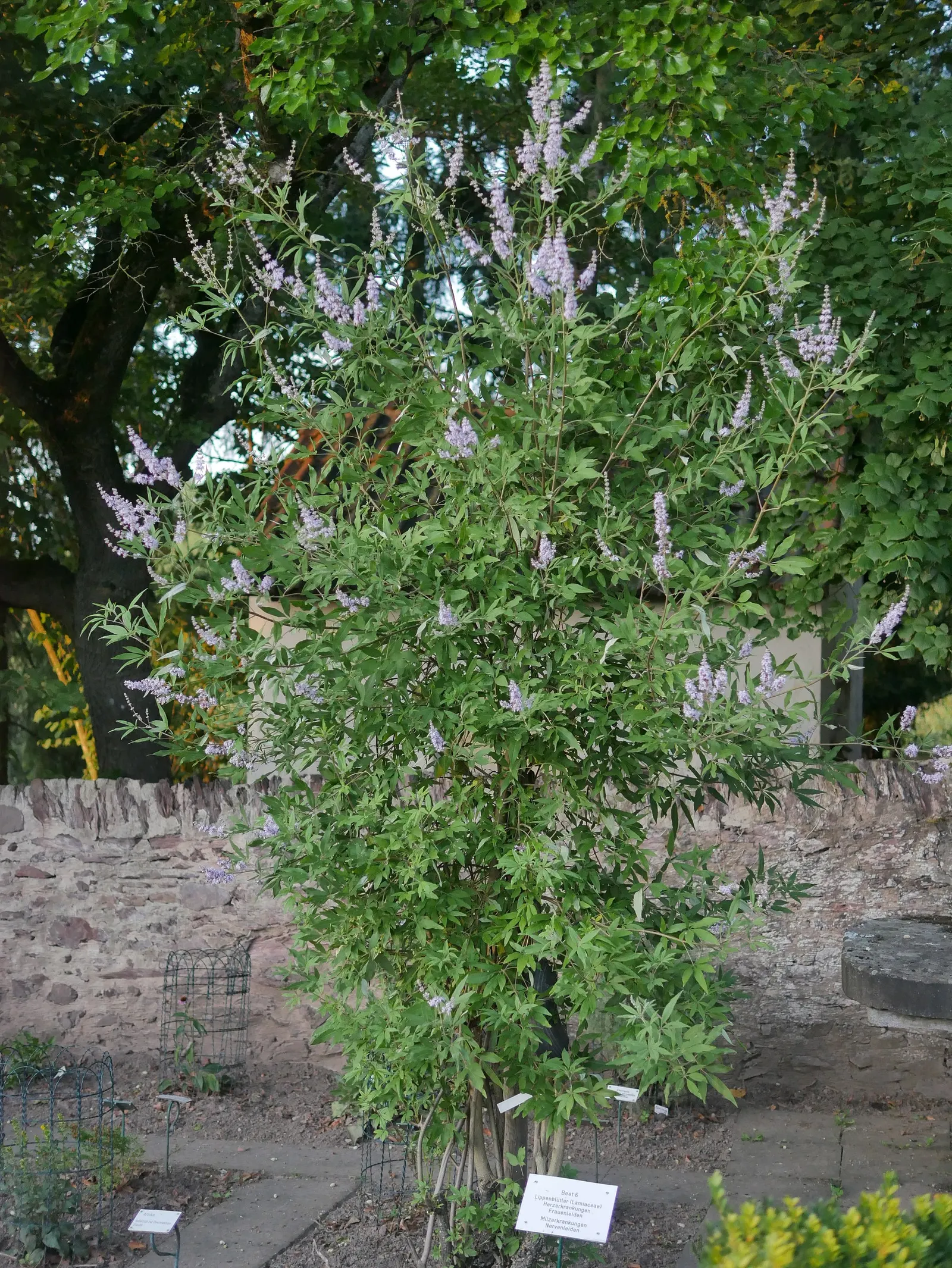 Chaste Tree, Monk's Pepper Tree (Vitex Agnus-Castus) — the Chaste Tree's graceful; airy form is highlighted by palmate, image 59