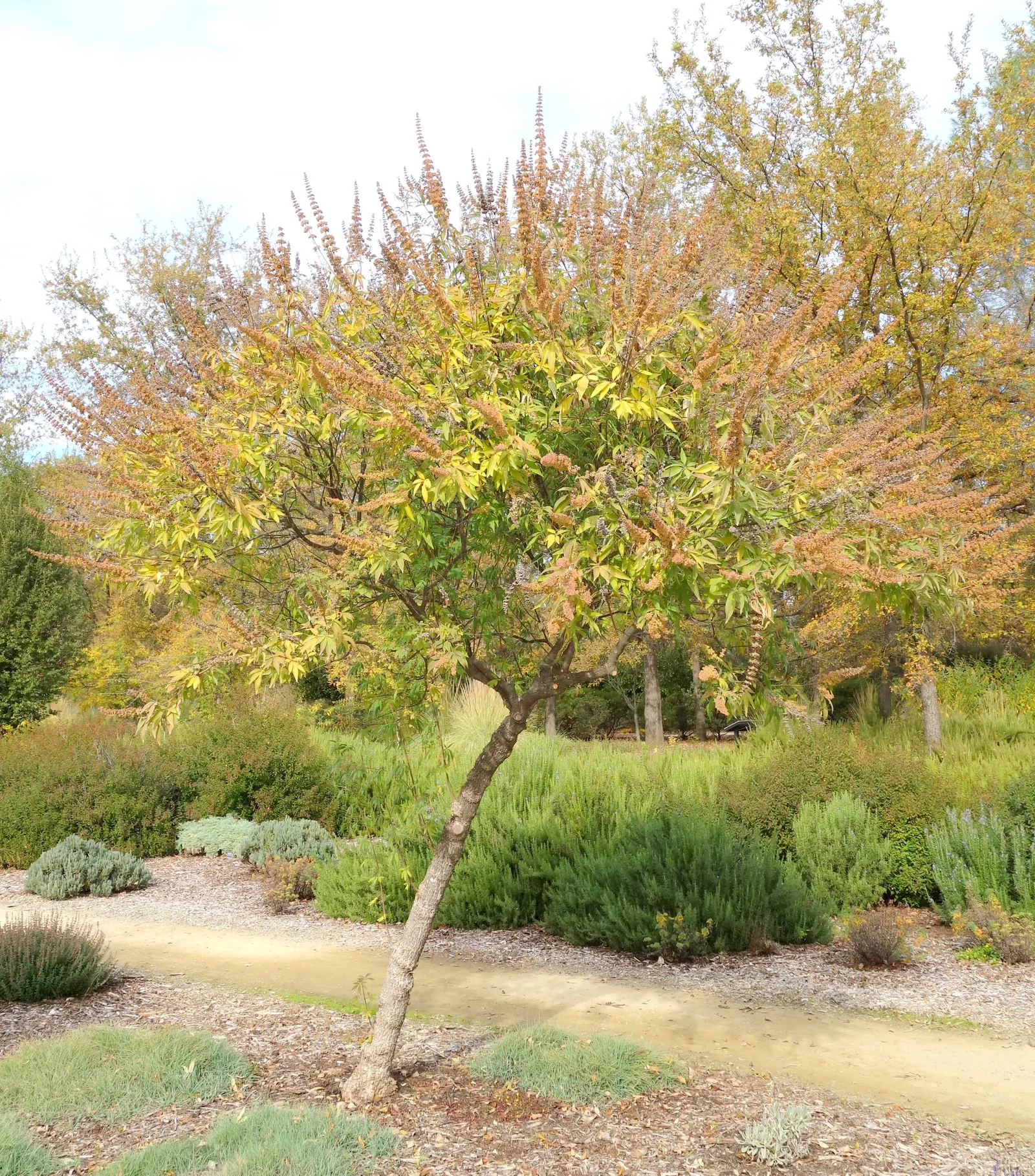 Chaste Tree, Monk's Pepper Tree (Vitex Agnus-Castus) — Often referred to as Monk's Pepper; palmate foliage and summer-blooming