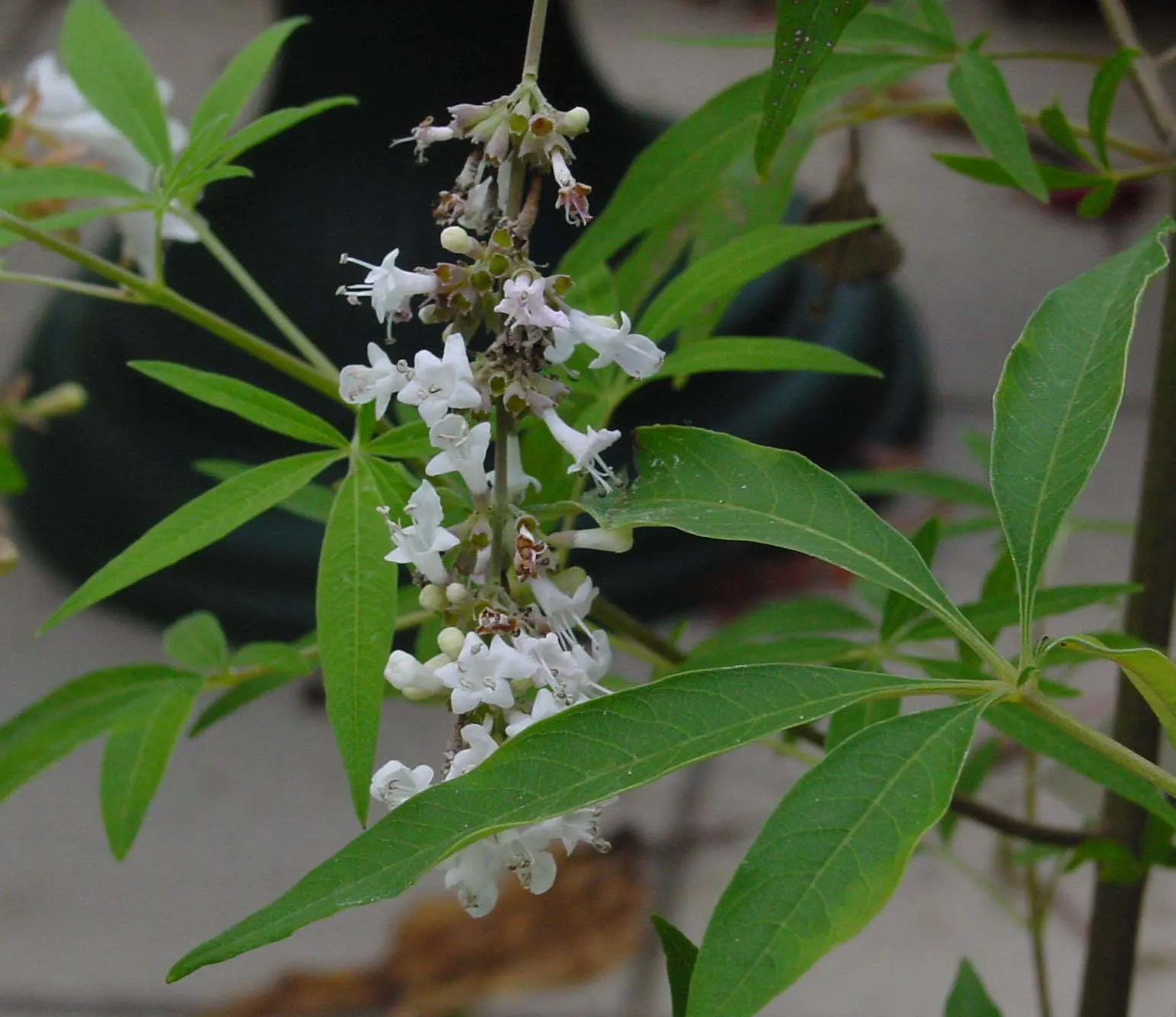 Chaste Tree, Monk's Pepper Tree (Vitex Agnus-Castus) — aromatic leaves with 5 to 7 lance-shaped