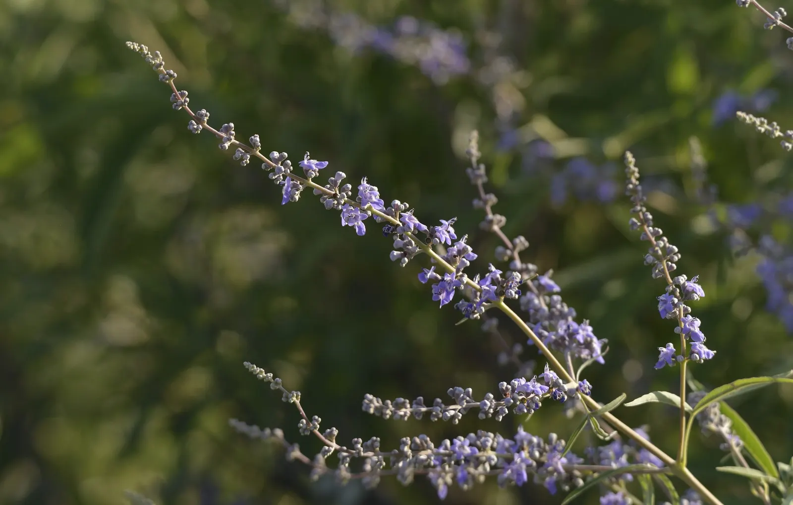 Chaste Tree, Monk's Pepper Tree (Vitex Agnus-Castus) — lavender flowers in the garden; often referred to as Monk's Pepper