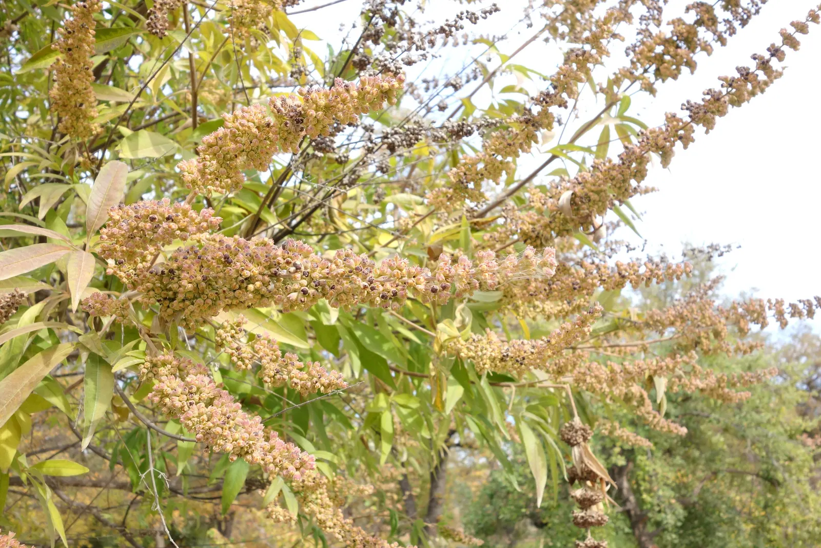 Chaste Tree, Monk's Pepper Tree (Vitex Agnus-Castus) — It is hardy in USDA zones 6 through 9, tolerating occasional dips in temperature down to 0&deg;F