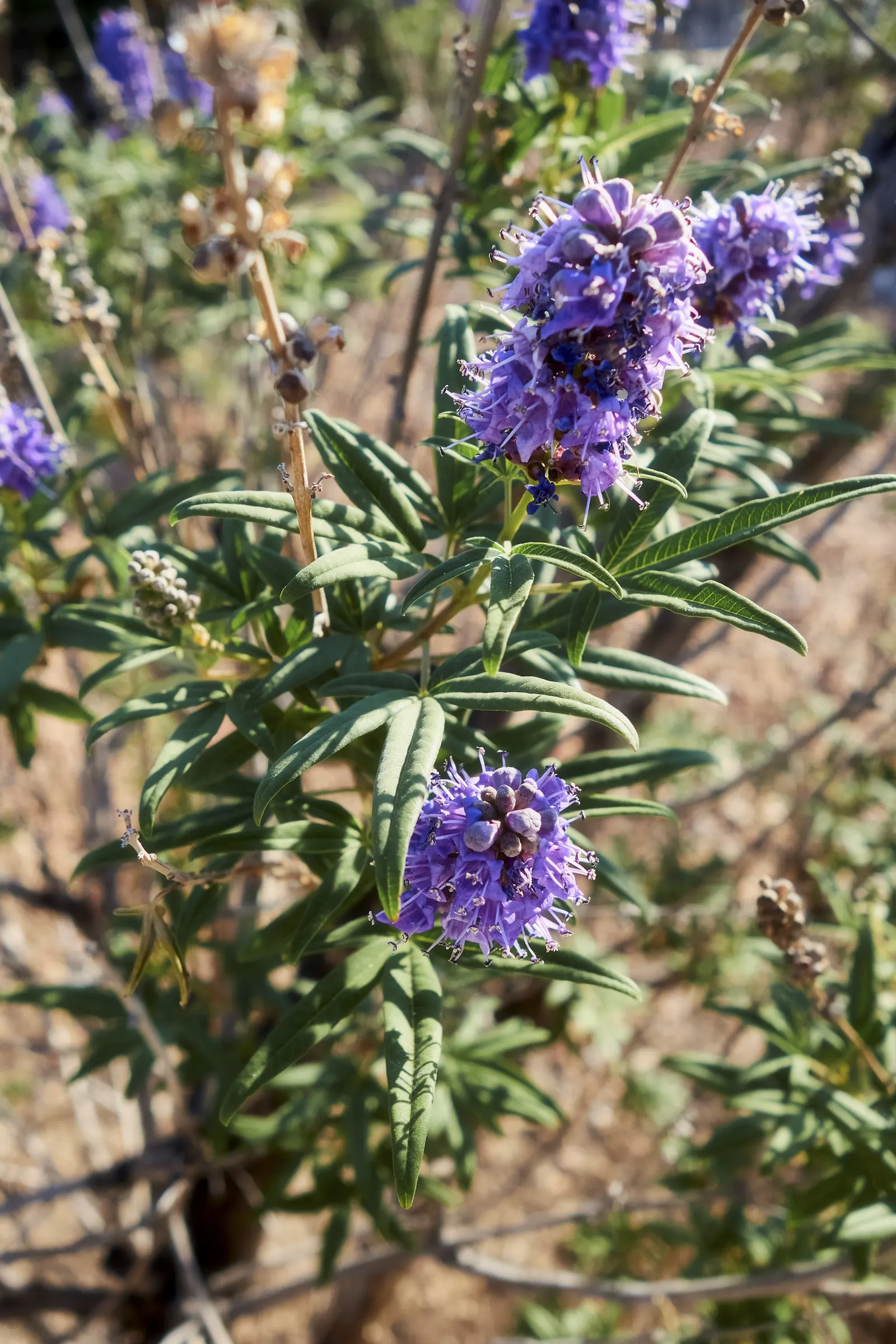 Chaste Tree, Monk's Pepper Tree (Vitex Agnus-Castus) — Vitex comes to life with long, image 38