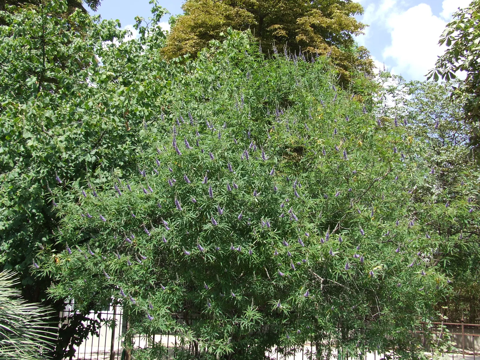 Chaste Tree, Monk's Pepper Tree (Vitex Agnus-Castus) — is a deciduous shrub featuring aromatic