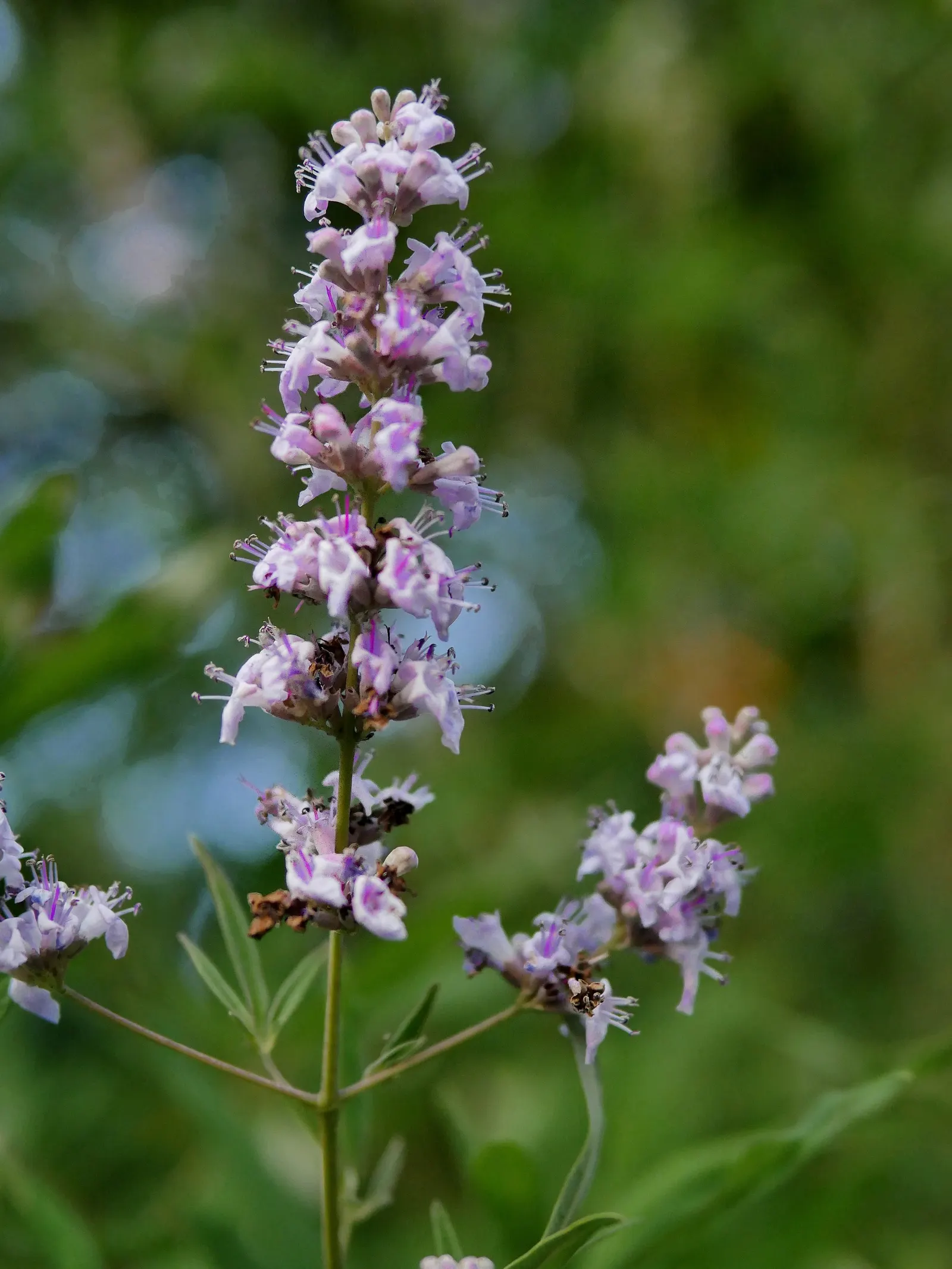 Chaste Tree, Monk's Pepper Tree (Vitex Agnus-Castus) — These blossoms are highly attractive to bees; the Chaste Tree's graceful, image 66