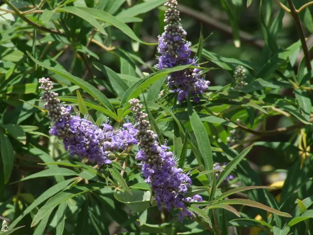 Chaste Tree, Monk's Pepper Tree (Vitex Agnus-Castus) — is a deciduous shrub featuring aromatic; aromatic leaves with 5 to 7 lance-shaped