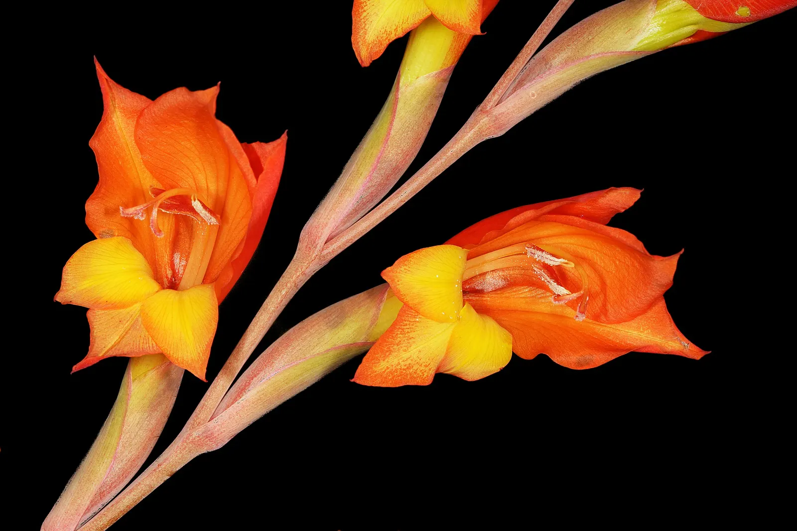 Yellow Marsh Afrikaner (Gladiolus Dalenii) — Hardy and drought-tolerant once established