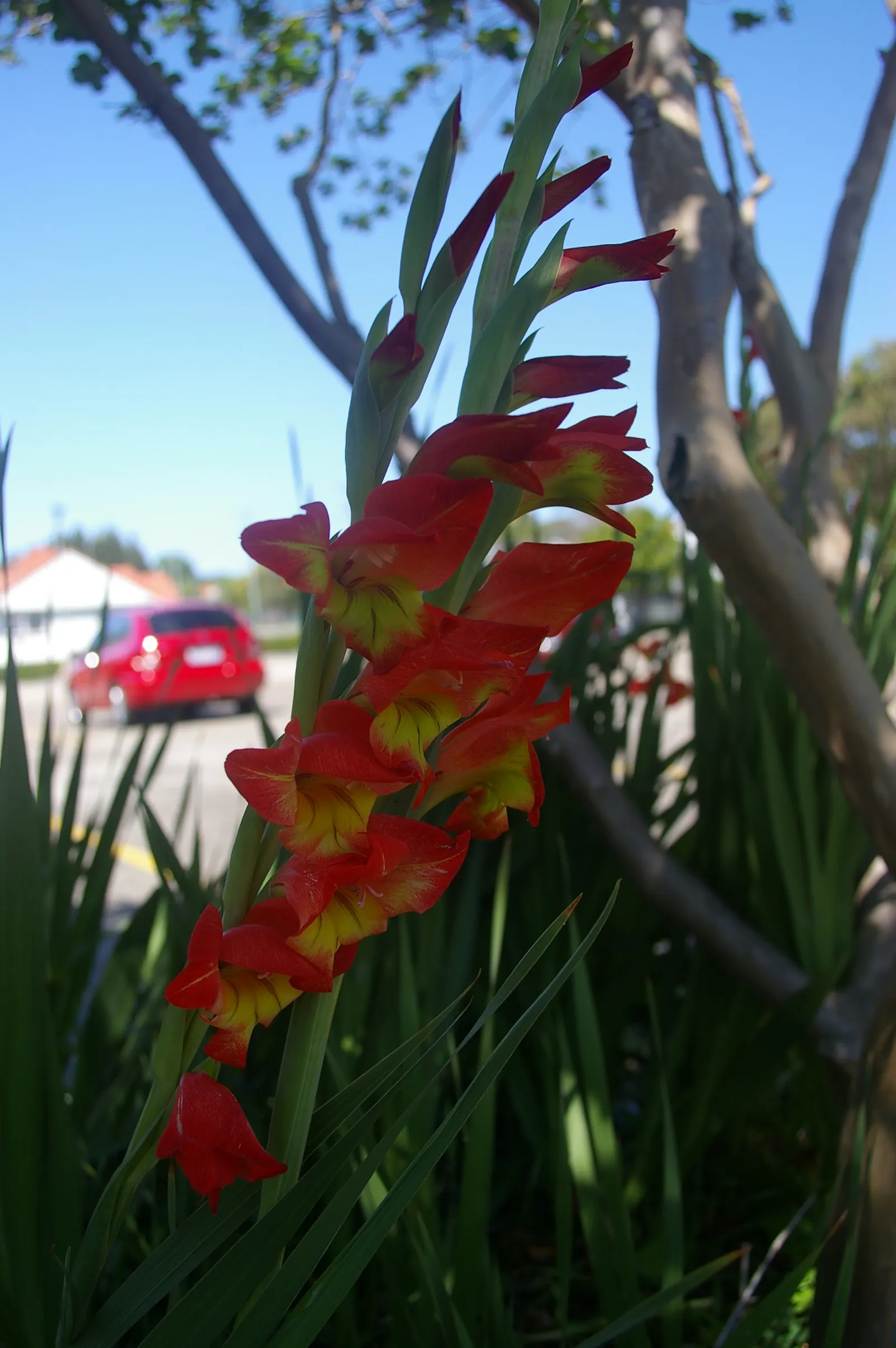 Yellow Marsh Afrikaner (Gladiolus Dalenii) — scientifically known as Gladiolus dalenii; bright green leaves growing from corms, image 58