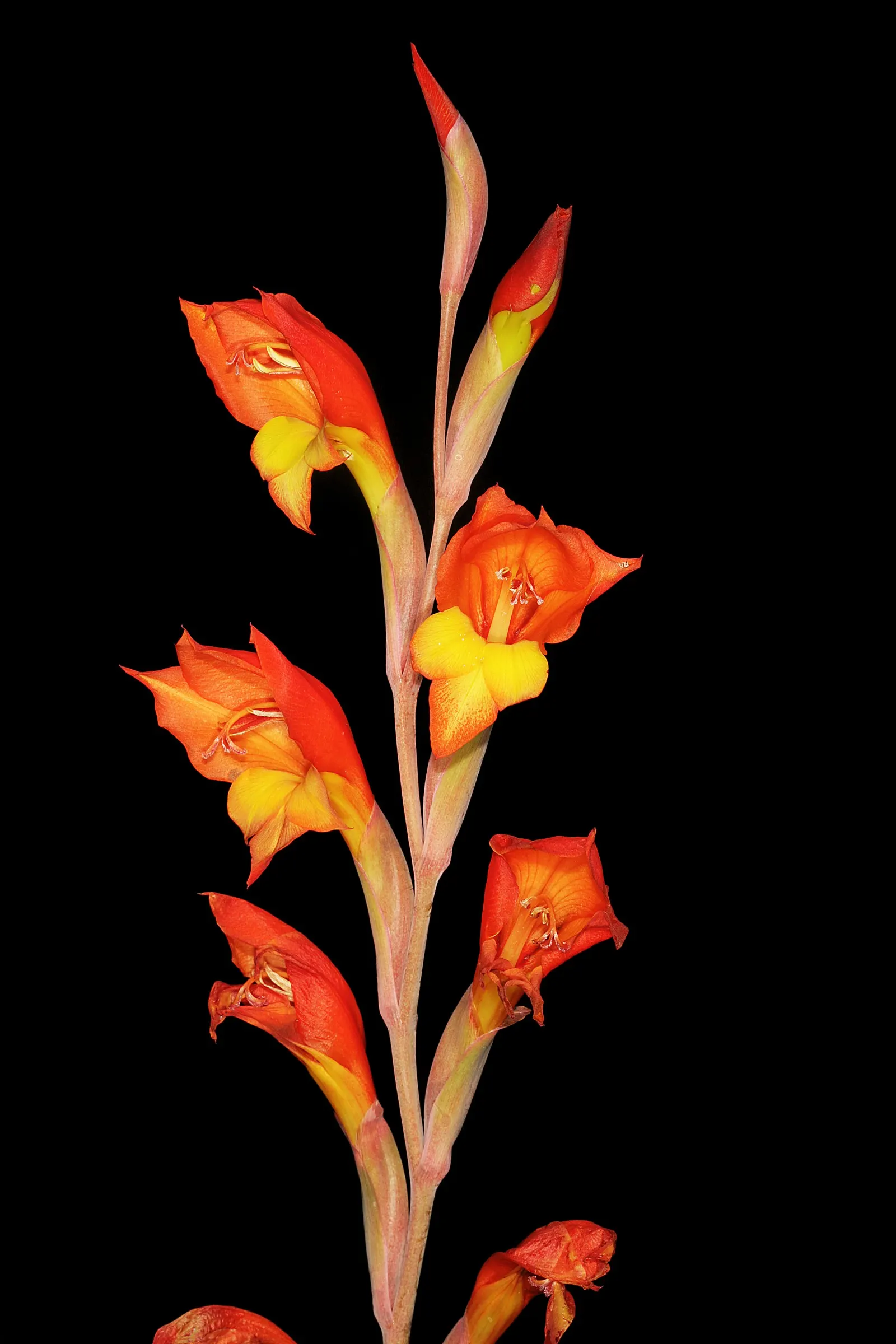 Yellow Marsh Afrikaner (Gladiolus Dalenii) — These leaves can reach up to 2 feet in length and 2 to 3 inches in width