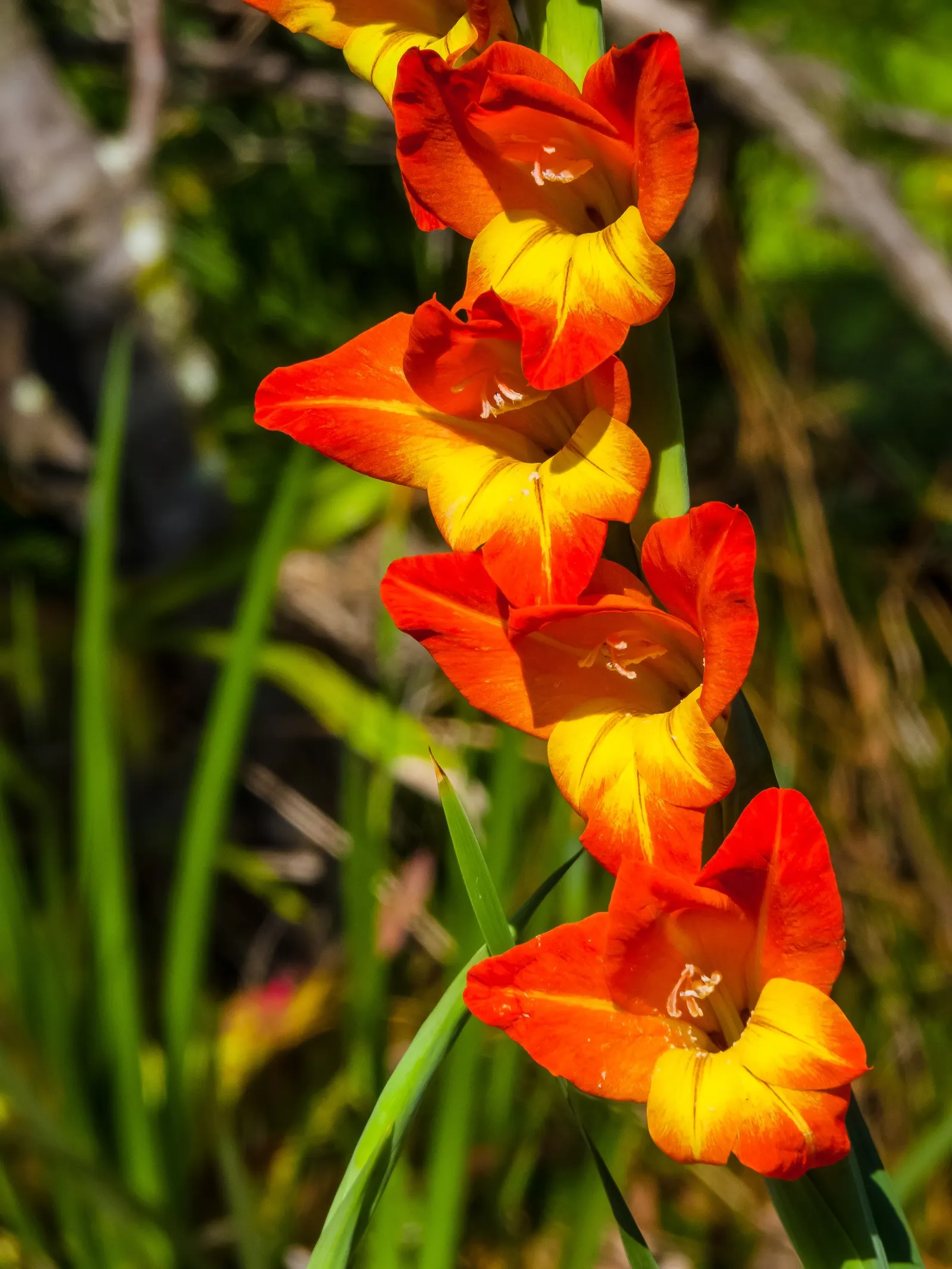Yellow Marsh Afrikaner (Gladiolus Dalenii) — Requiring full sun exposure for at least six hours a day; bulb for full or half