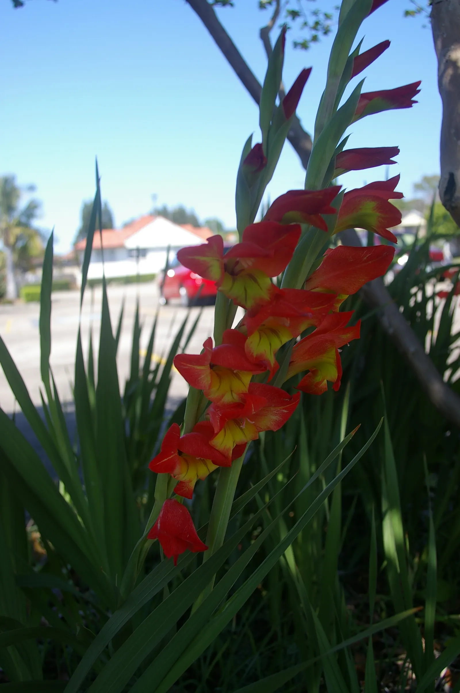 Yellow Marsh Afrikaner (Gladiolus Dalenii) — allowing adequate room for expansion