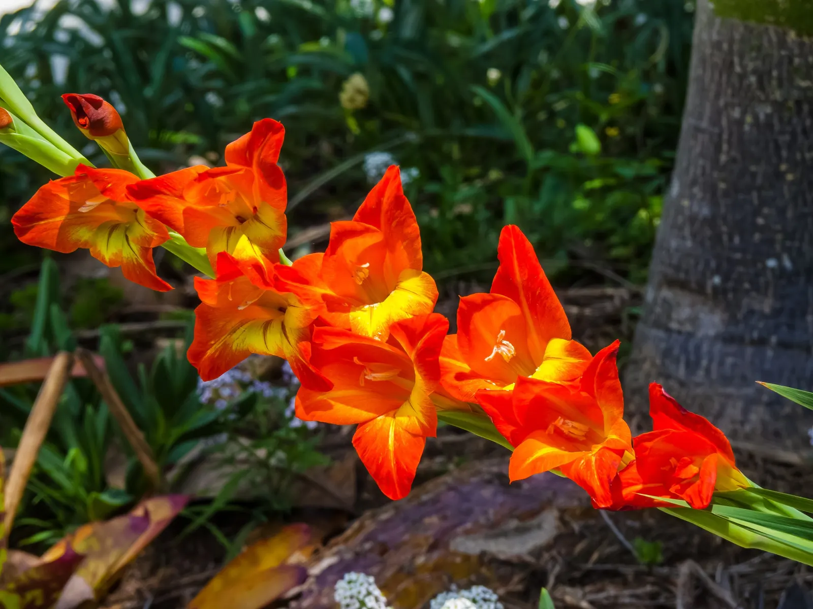 Yellow Marsh Afrikaner (Gladiolus Dalenii) — as long as they are well-draining.<br><br>With an average height of 3 to 5 feet; contributing to the overall lush