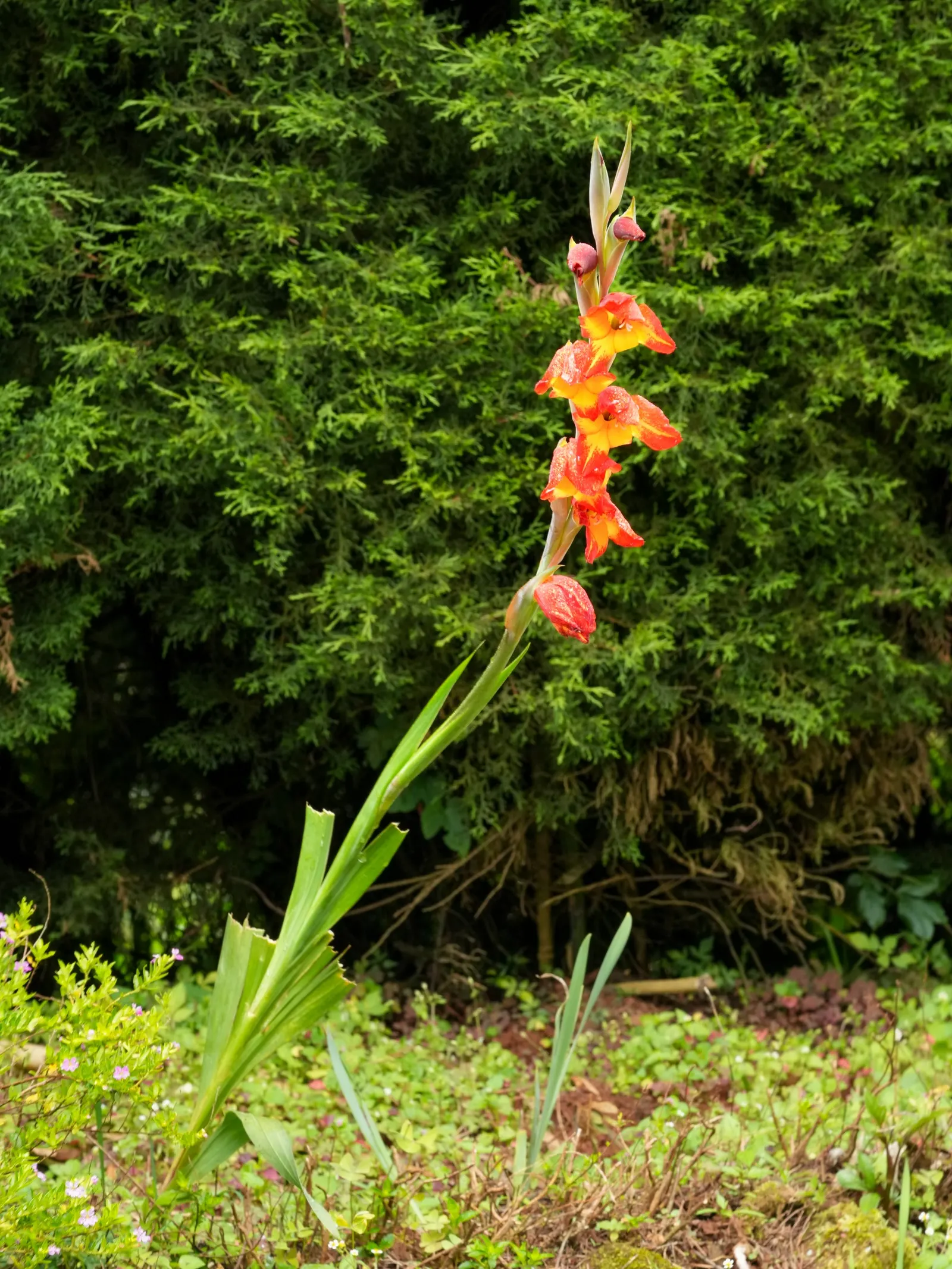 Yellow Marsh Afrikaner (Gladiolus Dalenii) — boasting impressive adaptability to various soil conditions; typically thrives in USDA hardiness zones 8 through 10