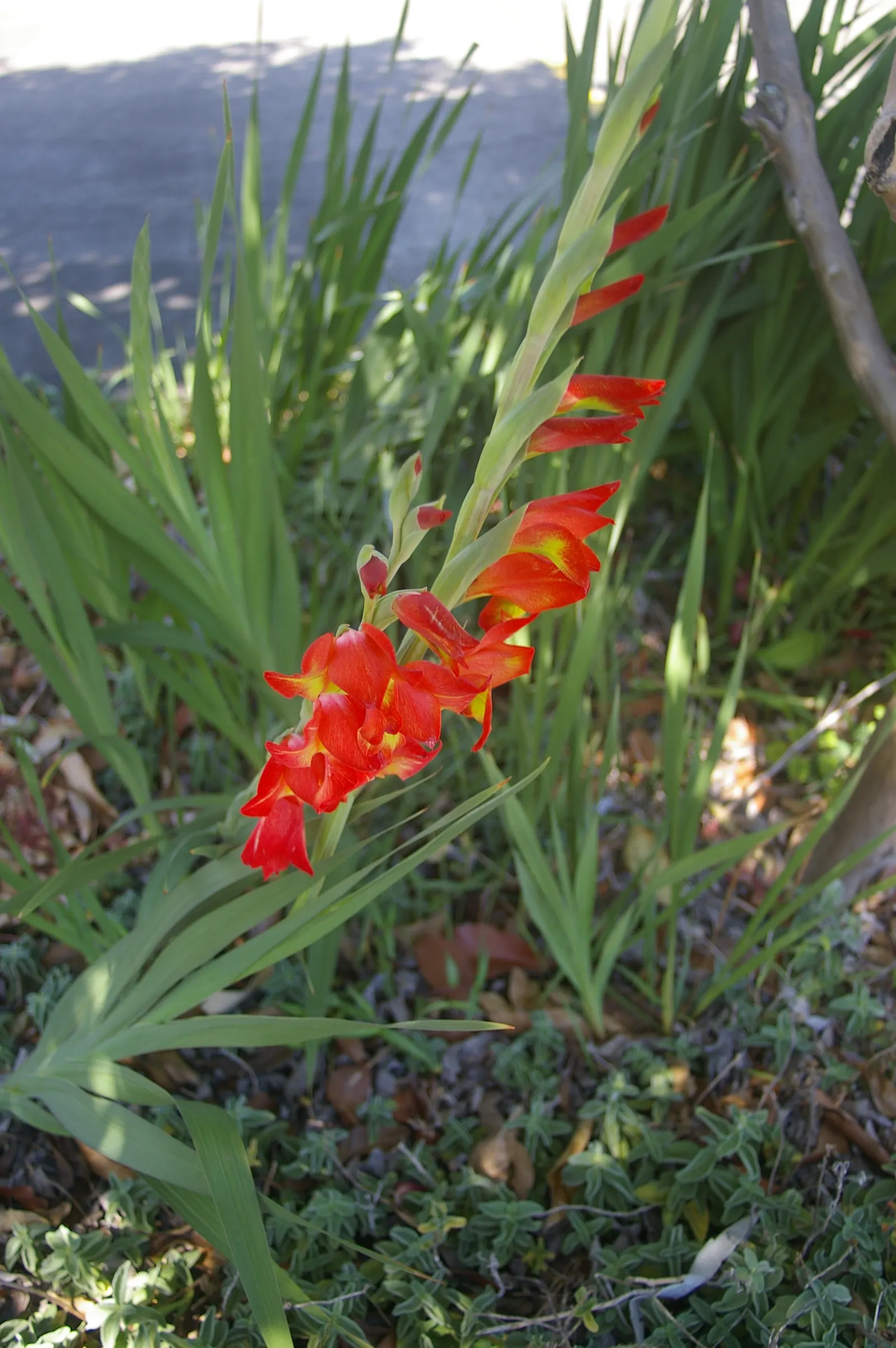 Yellow Marsh Afrikaner (Gladiolus Dalenii) — Its eye-catching blooms are also excellent for cut flower arrangements