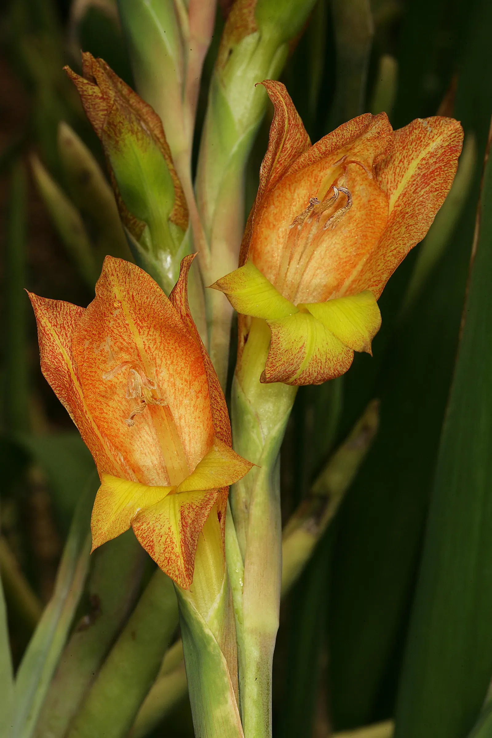 Yellow Marsh Afrikaner (Gladiolus Dalenii) — Ideal for USDA zones 8-11, it thrives in full sun and well-draining soil