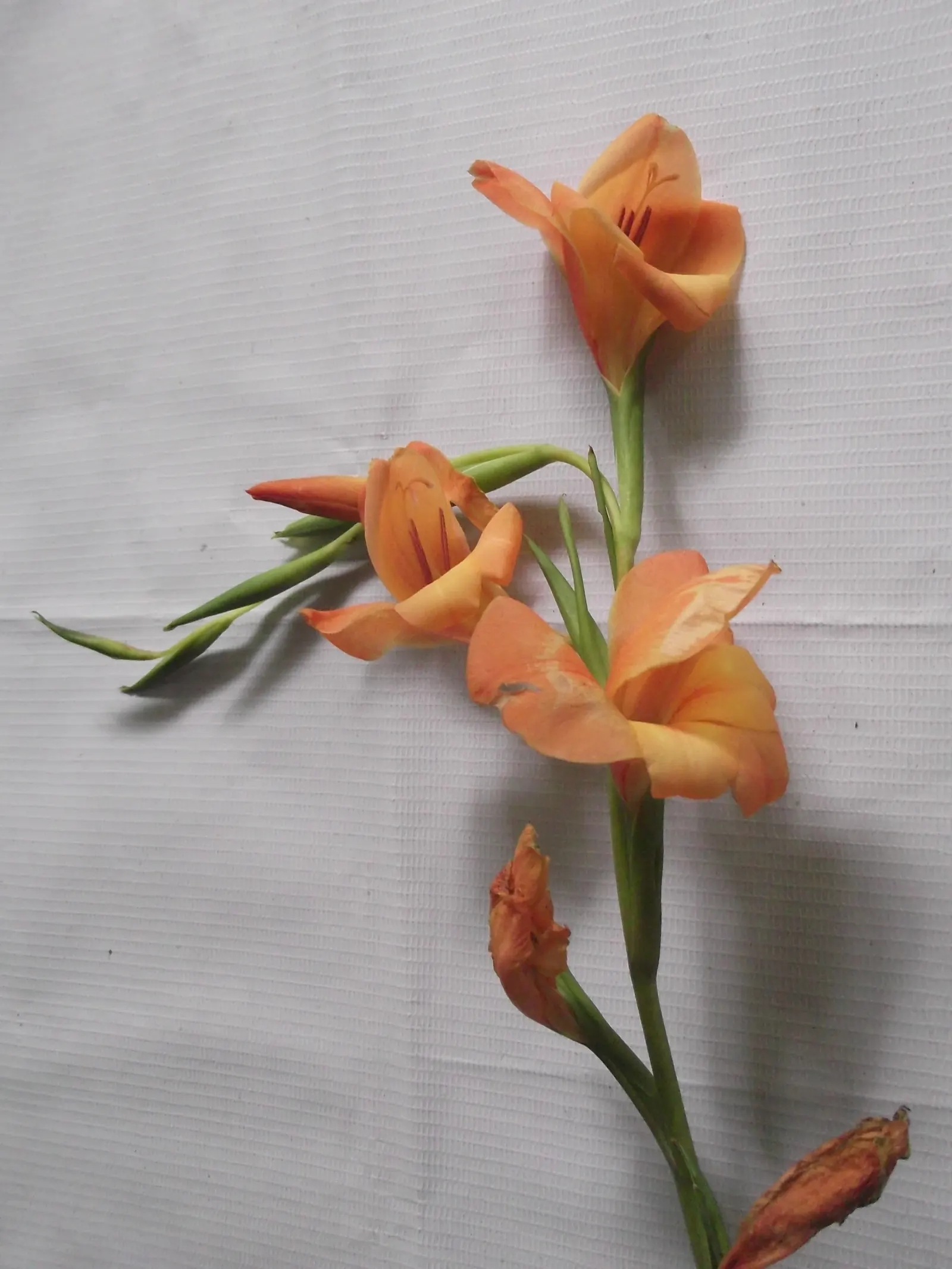 Yellow Marsh Afrikaner (Gladiolus Dalenii) — orange flowers in the garden; boasting impressive adaptability to various soil conditions