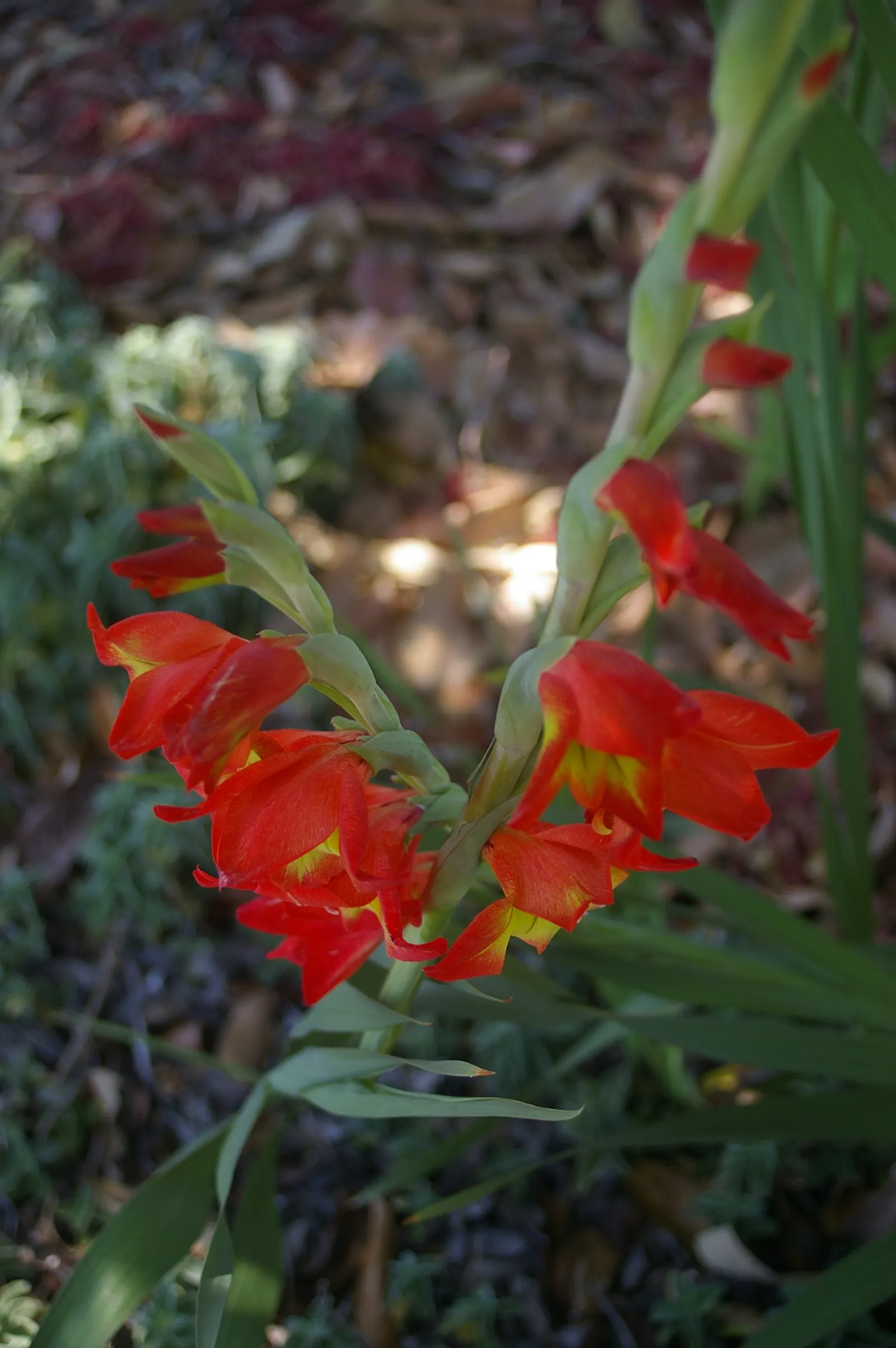 Yellow Marsh Afrikaner (Gladiolus Dalenii) — adds vibrant hues to any garden with its striking orange-yellow blooms; use it as a focal point in beds or borders