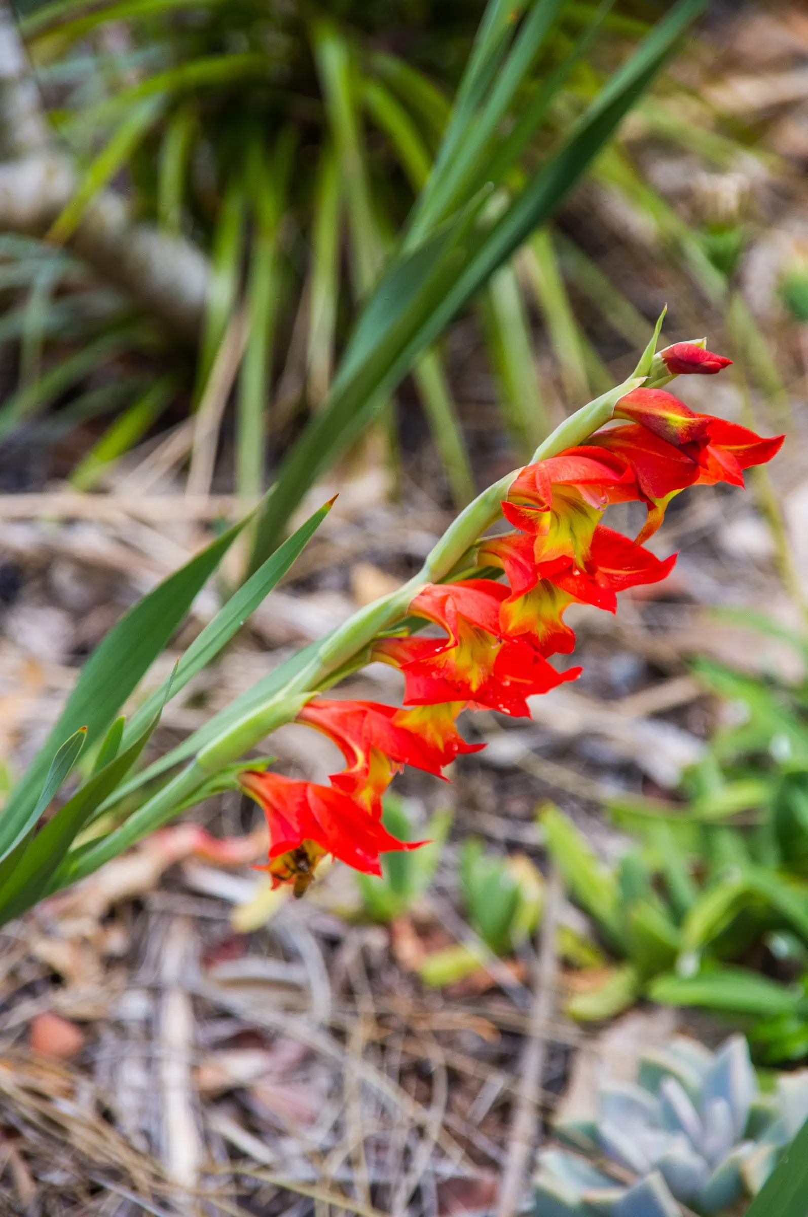Yellow Marsh Afrikaner (Gladiolus Dalenii) — as long as they are well-draining.<br><br>With an average height of 3 to 5 feet; contributing to the, image 62