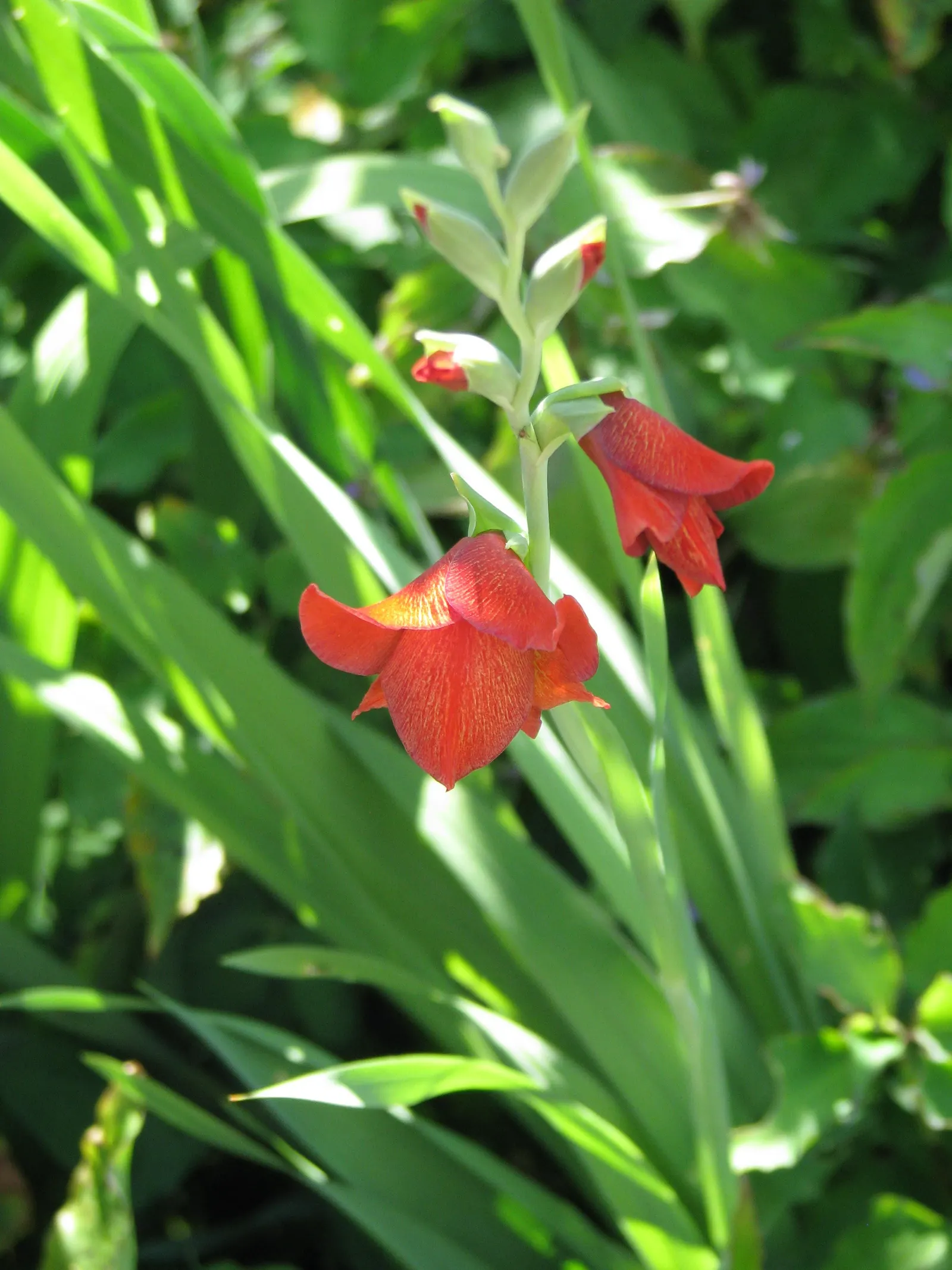 Yellow Marsh Afrikaner (Gladiolus Dalenii) — tapering off as the foliage begins to die back; these leaves can reach up to 2 feet in length and 2 to 3 inches in