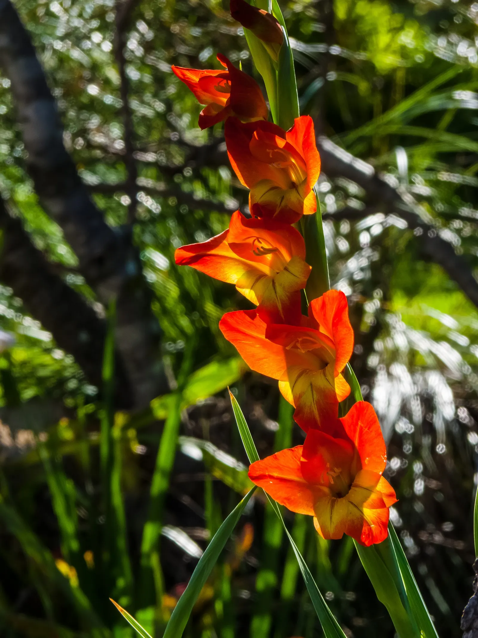 Yellow Marsh Afrikaner (Gladiolus Dalenii) — which is supported by sword-shaped