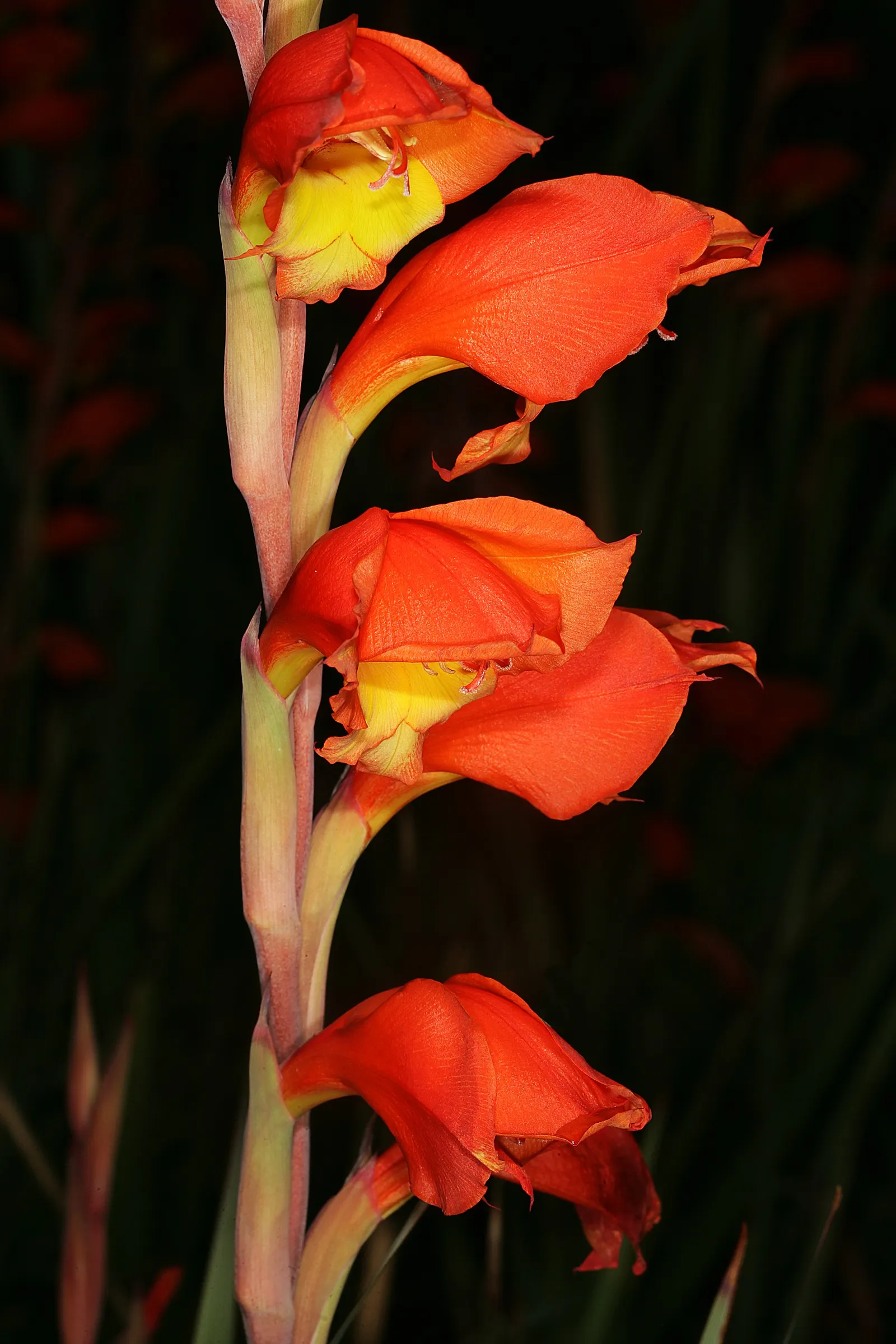 Yellow Marsh Afrikaner (Gladiolus Dalenii) — This perennial reaches up to 4 feet in height, with sword-like leaves and flower spikes that blossom, image 28